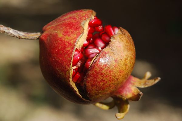 food,red,photography,branch,fruit,pomegranate