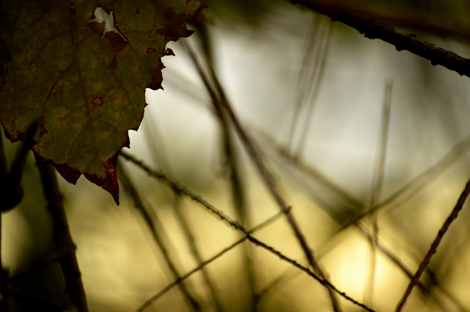 slunečnímu záření, podzim, Jelen, Příroda, odraz, fotografování, dřevo, větev, zelená, žlutý, ráno, světlo, barva, strom, zlatý, podzim, list, květ, rostlina, divoký, sezóna, brána, tma, dřevina, zblízka, makro fotografie, závod stonek, darathedeer