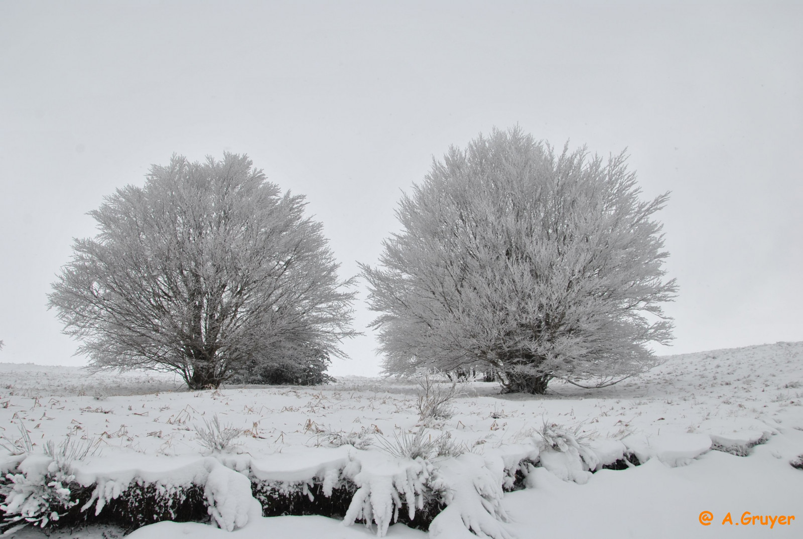 landskab, hvid, monokrom, natur, sne, vinter, afdeling, frost, Nikon, Frankrig, Rolige, Fryser, neige, træ, vejr, to, sæson, mygearandme, hiver, arbre, blanc, snestorm, deux, Auvergne, calme, sort og hvid, vedplante, vinter storm, regn og sne blandet