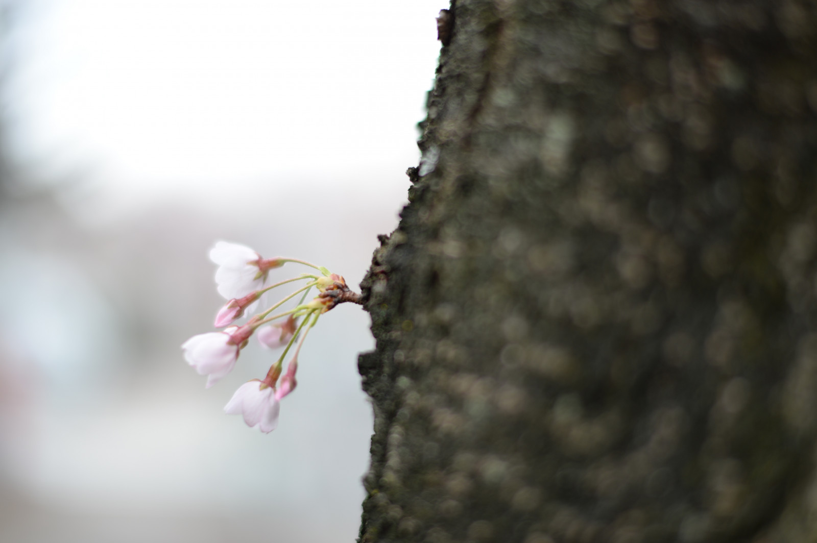 ญี่ปุ่น, ธรรมชาติ, สาขา, แมลง, Nikon, เบ่งบาน, ฤดูใบไม้ผลิ, โตเกียว, Jp, ผึ้ง, ต้นไม้, nikkor, ใบไม้, ดอกไม้, ปลูก, เชอร์รี่, ซากุระ, พืช, Df, โอตะ, afs58mmf14g, afsnikkor58mmf14g, เชอร์รี่, ikegam, สัตว์ป่า, พฤกษศาสตร์, ใกล้ชิด, การถ่ายภาพมาโคร, สัตว์ที่ไม่มีกระดูกสันหลัง, แมลงเมมเบรน, แมลงผสมเกสร