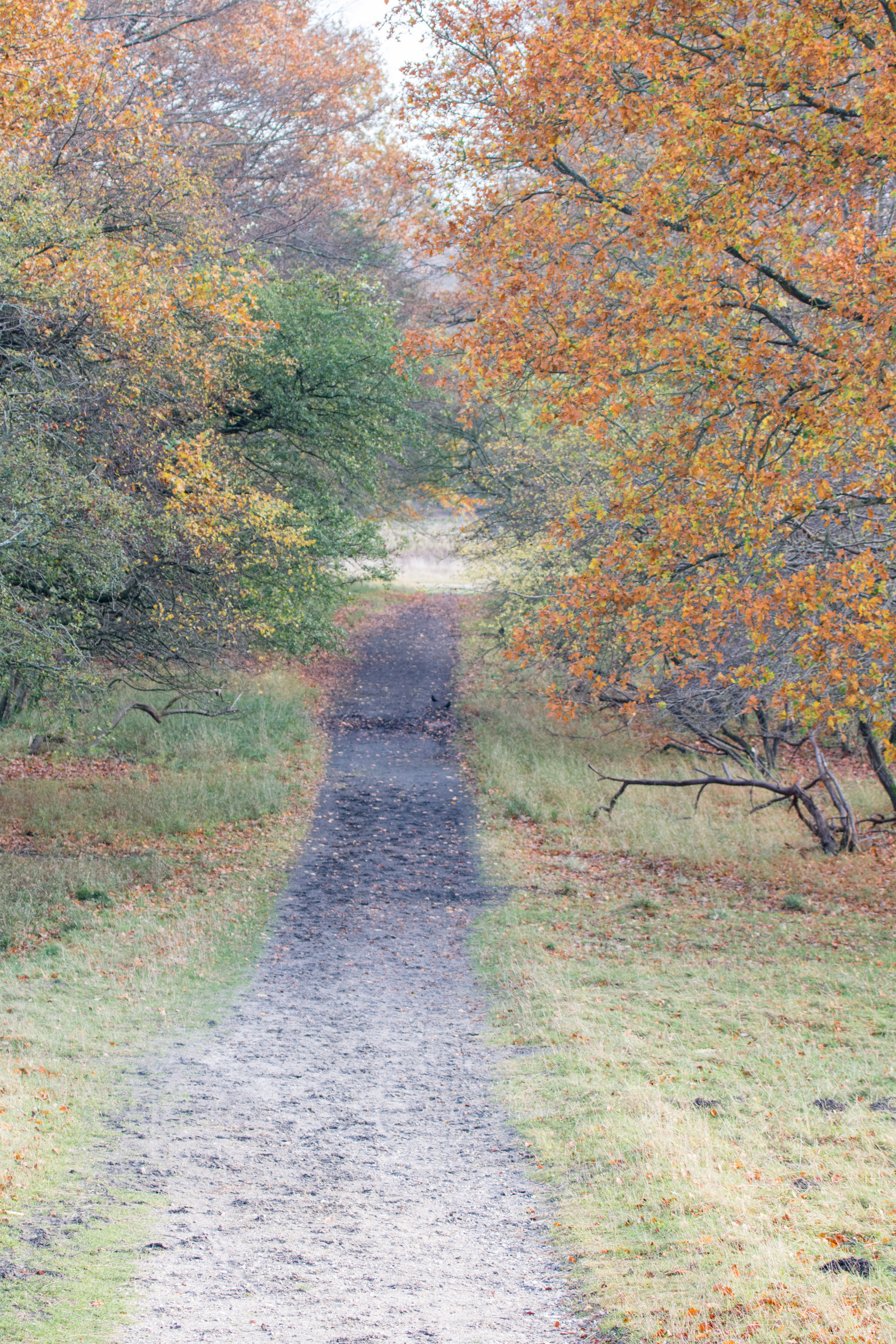 ป่า, จอด, ถนน, น้ำค้างแข็ง, เส้นทาง, เดนมาร์ก, ต้นไม้, ฤดูใบไม้ร่วง, ใบไม้, ดอกไม้, ฤดู, ป่า, Danmark, กระโดด, exif model canoneos760d, ประเทศธรณีวิทยา, กล้องทำให้ Canon, geocity, กล้องรุ่น canoneos760d, exif isospeed 250, geostate, ตำแหน่งทางภูมิศาสตร์, exif ทำให้ canon, รูรับแสง exif 40, exif เลนส์ ef70300mmf456lisusm, Vag, directorhaven, j gersborg, j gersborgdyrehave, ความยาวโฟกัส Exif 79mm, ทุ่งหญ้า, ป่าไม้, เขตชนบท, ปรากฏการณ์บรรยากาศ, ทางน้ำ, ไม้ยืนต้น