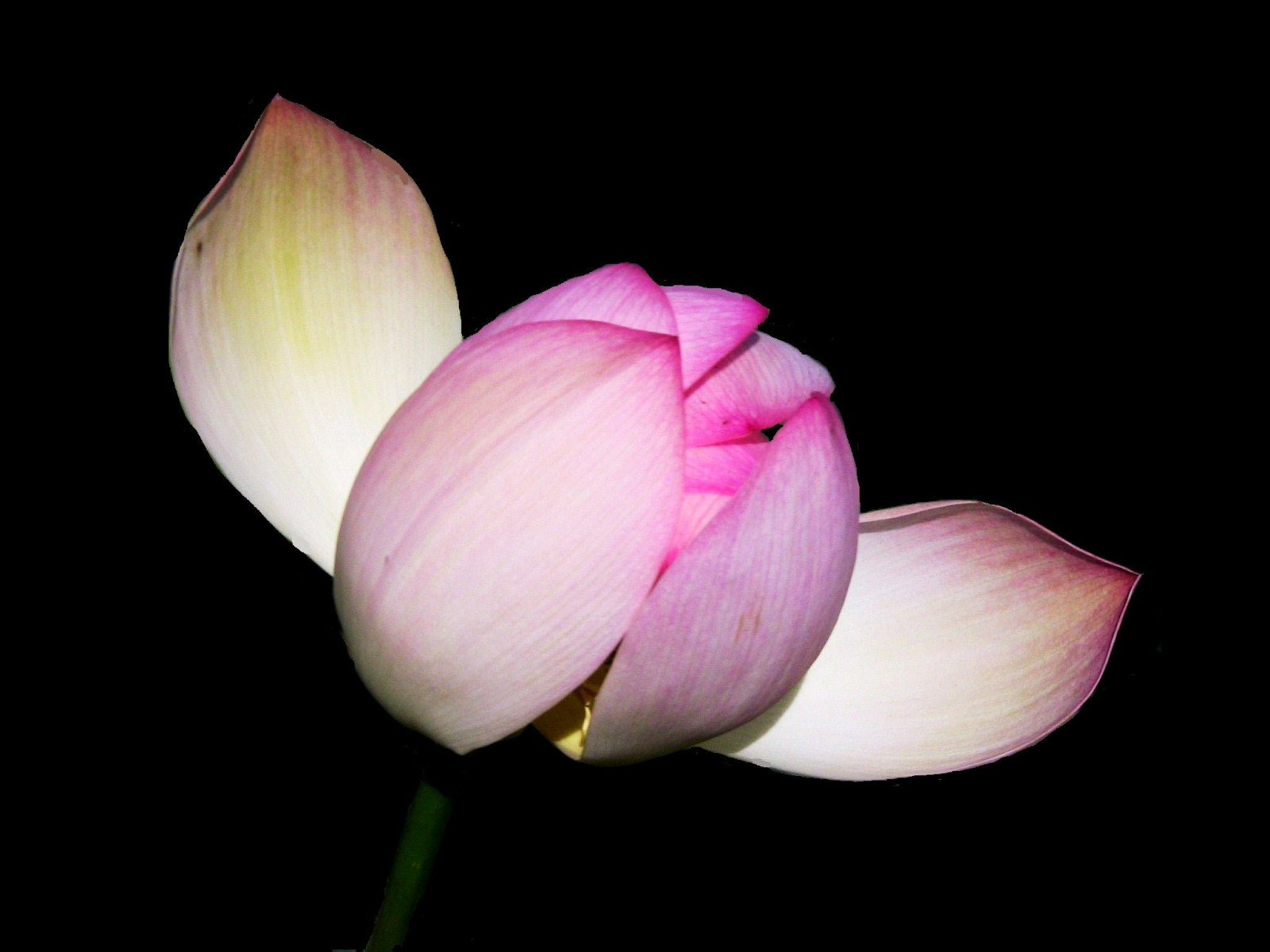 květiny, Příroda, rostliny, květ, růžový, Lotus, květ, rostlina, lilie, tulipán, flóra, barva, flores, natur, okvětní lístek, květ, květiny, esenciadelanaturaleza, awesomeblossoms, flowersarebeautiful, mimamorflowers, Pflanzen, blume, roba66, naturalezza, flor, blumen, simplythebest květiny, bl deset, farbe, Flori, suchozemská rostlina, kvetoucí rostlina, zblízka, makro fotografie, závod stonek, vodních rostlin, posvátný lotos, lotus rodina, Proteales, effe, blumenorosen, lotus