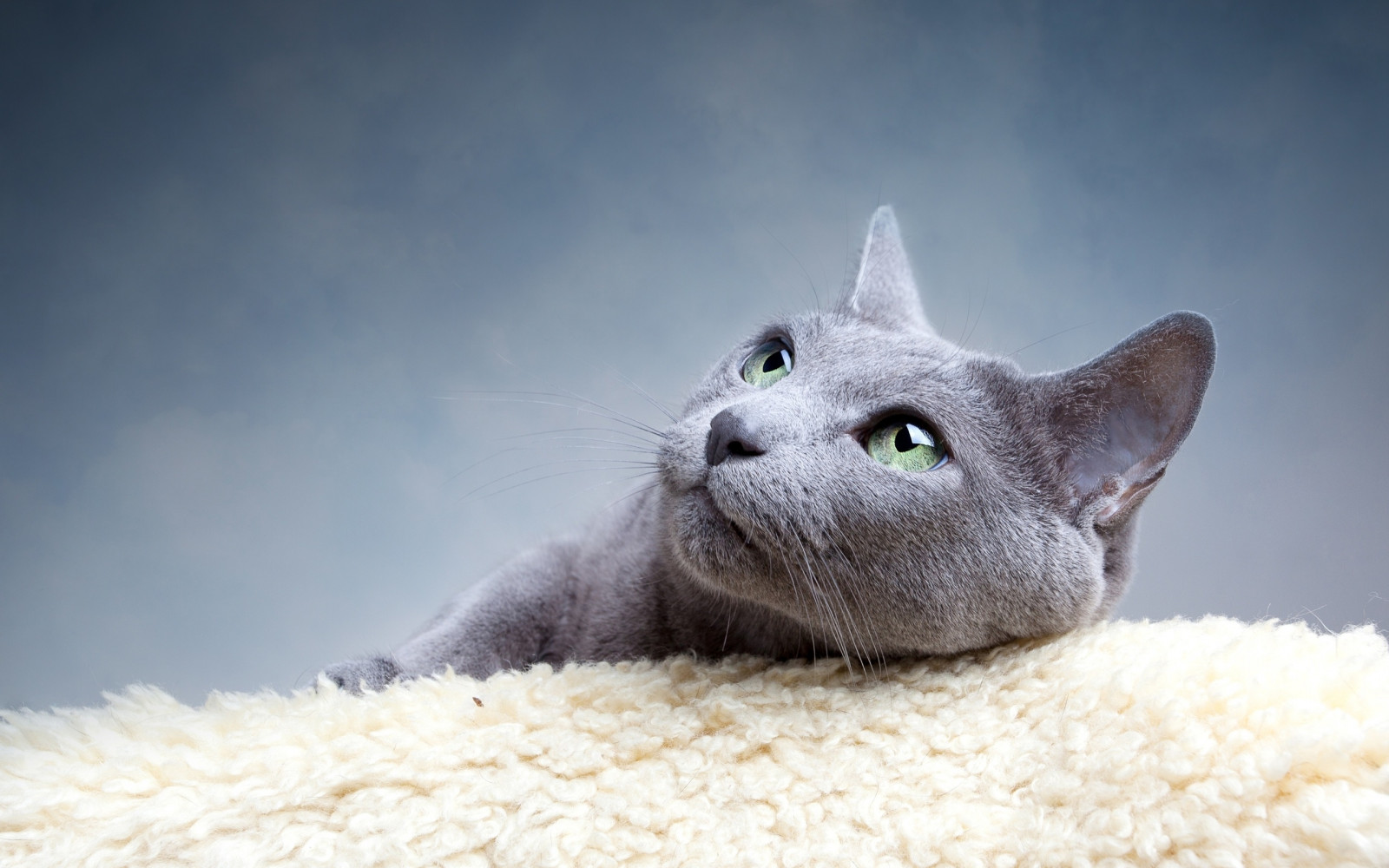 Wallpaper Russian, gray, cat breed 2560x1600 4kWallpaper 1027714