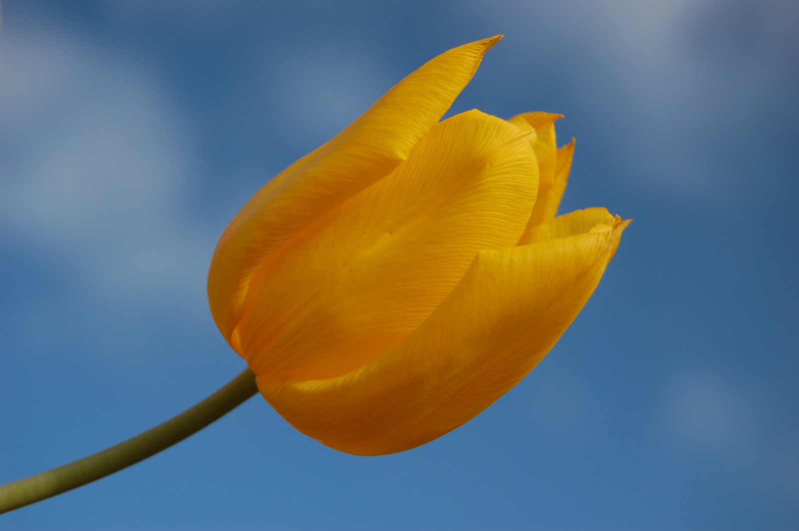 květiny, modrý, světlo, Červené, nebe, slunce, slunečnímu záření, květ, barva, detail, makro, zelená, žlutý, detailní, jaro, den, nachový, tulipány, Krém, První, Slunný, tulipán