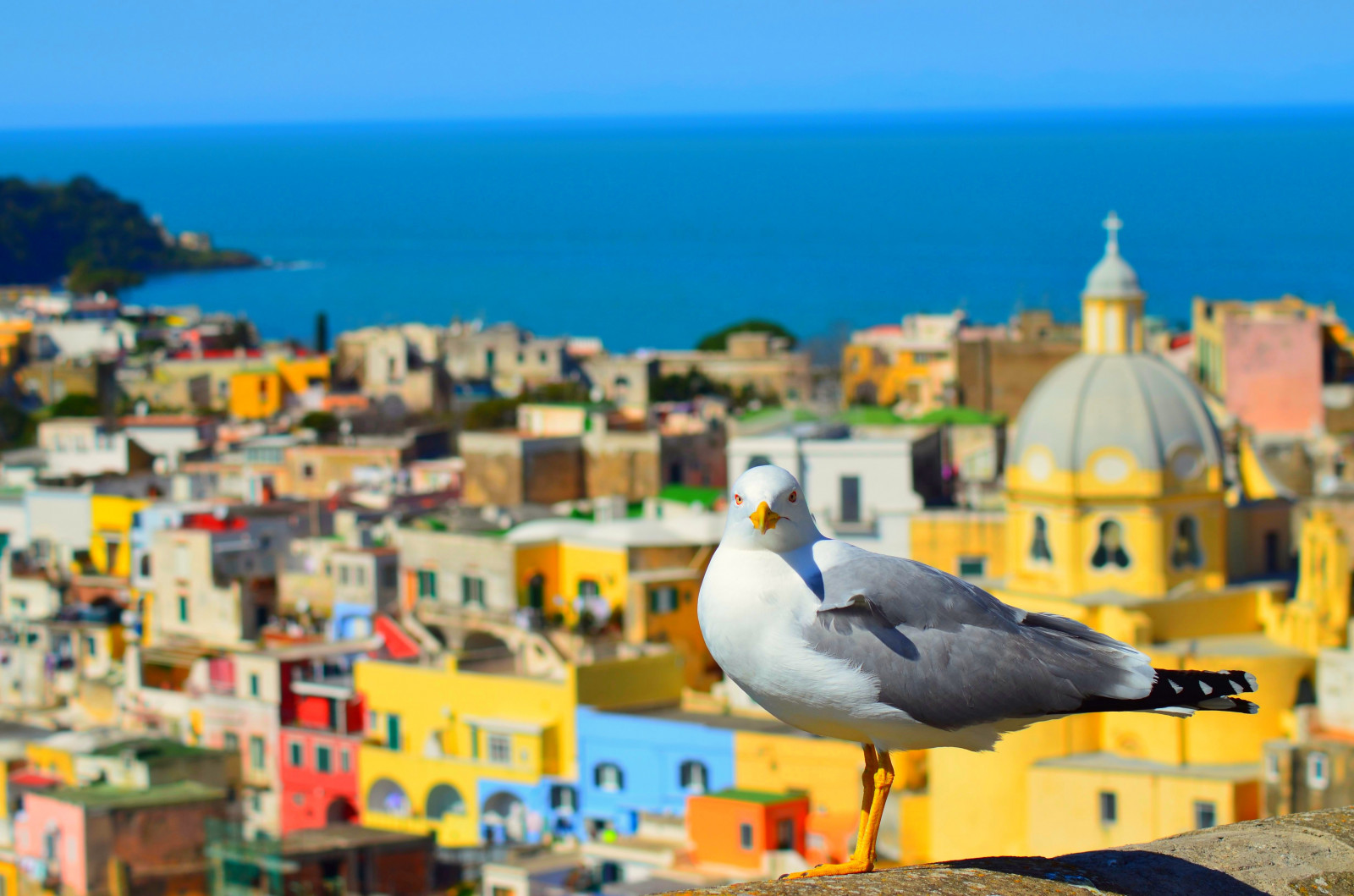 krajina, moře, Itálie, pláž, Cestovní ruch, pobřeží, panoráma, dovolená, scenérie, cestovat, Pohled, venkovní, pták, racek, Gabbiano, scenary, paesaggio, islandprocida, procida, tyrrheniansea, neapelitaly, travelinglandscape, crazytuesdaytheme, maketheworldmorecolorful, 7dwf