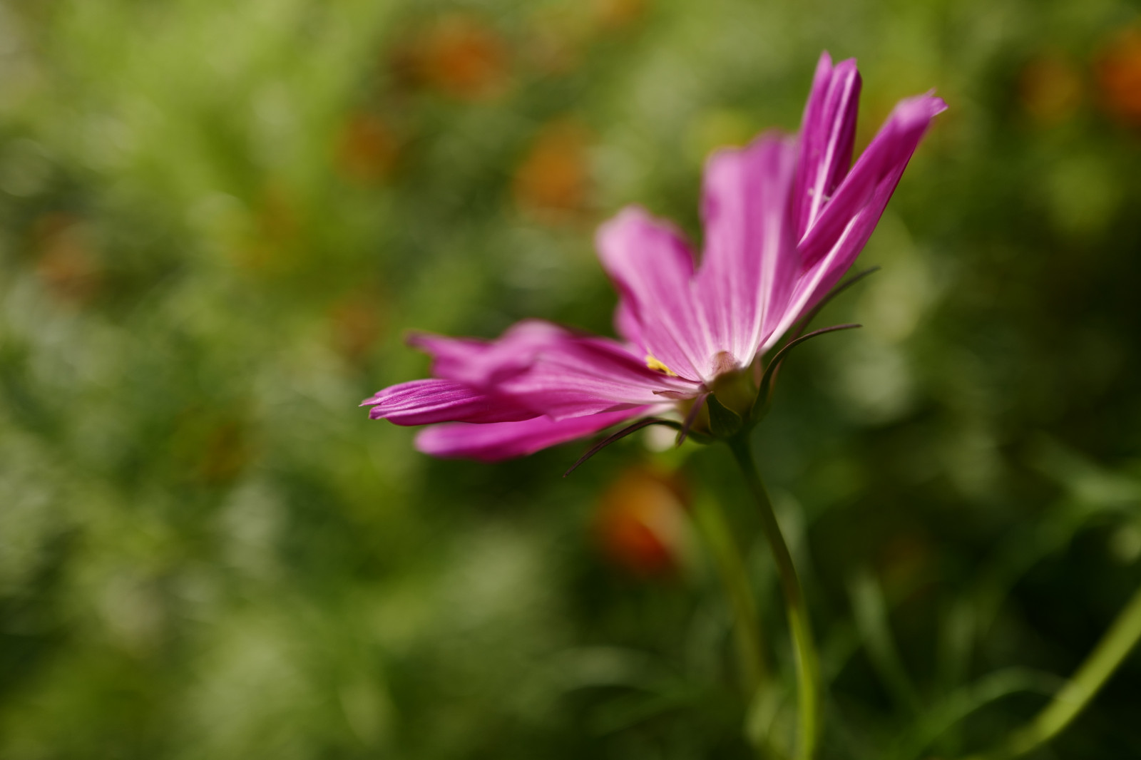 Japonsko, Příroda, tráva, pole, květ, Leica, Tokio, jp, květ, rostlina, kosmos, flóra, okvětní lístek, louka, Hamarikyu, Shiodome, summilux, leicaq, summilux1728, q, 1728, divoká rostlina, botanika, suchozemská rostlina, kvetoucí rostlina, jednoletá rostlina, makro fotografie, tráva rodina, závod stonek, daisy rodina, zahrada kosmos