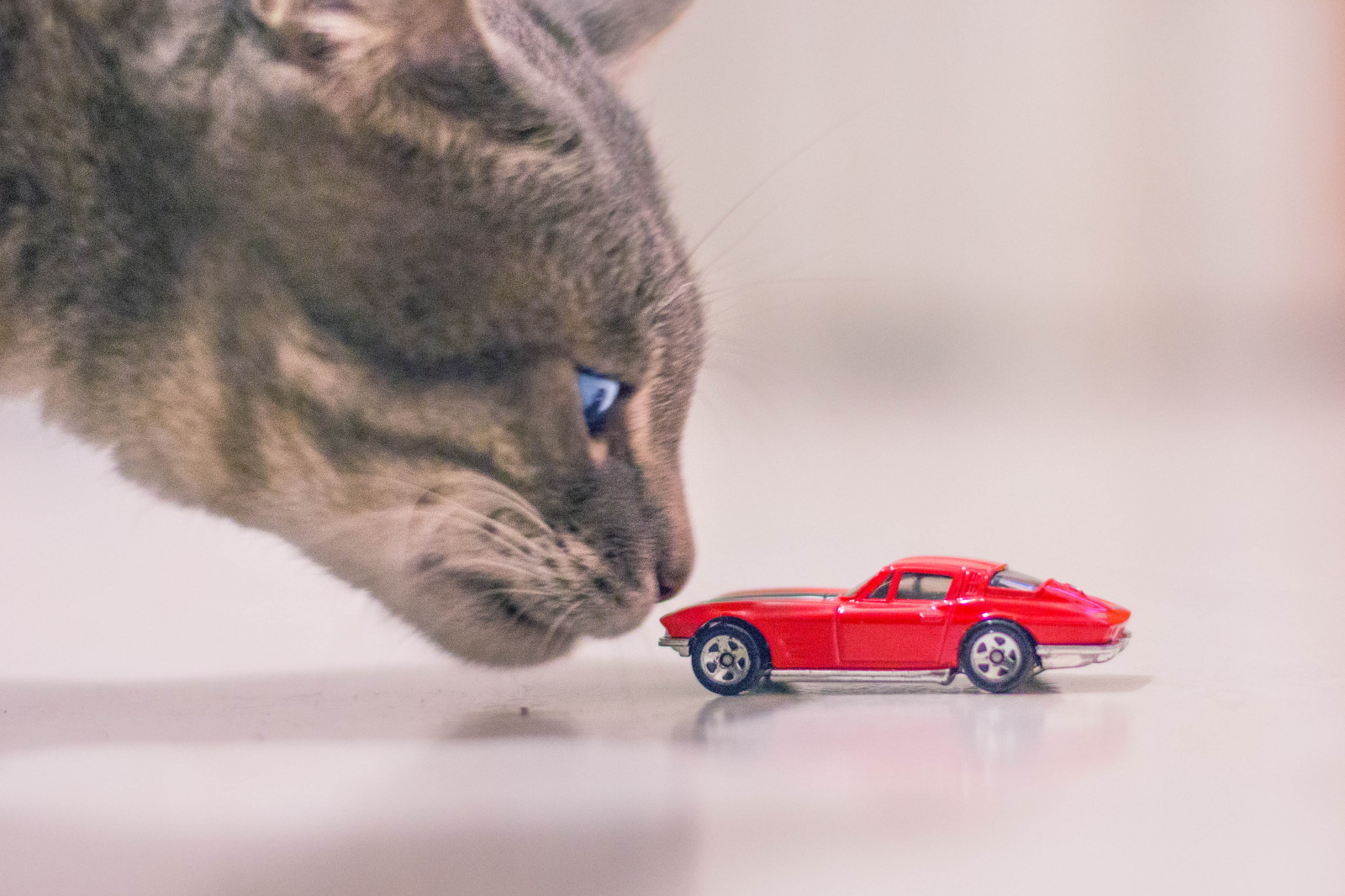 デスクトップ壁紙 白 ネコ ポートレート 目 通り 車 赤 写真 閉じる 青 映画 キヤノン ボケ ウィスカー ペット ハッピー 遊びます イタリアの 50mm まだ 眼 ぼかし ゲーム スタイル 自宅 創造的な 哺乳類 哺乳動物のような猫 中型から中型