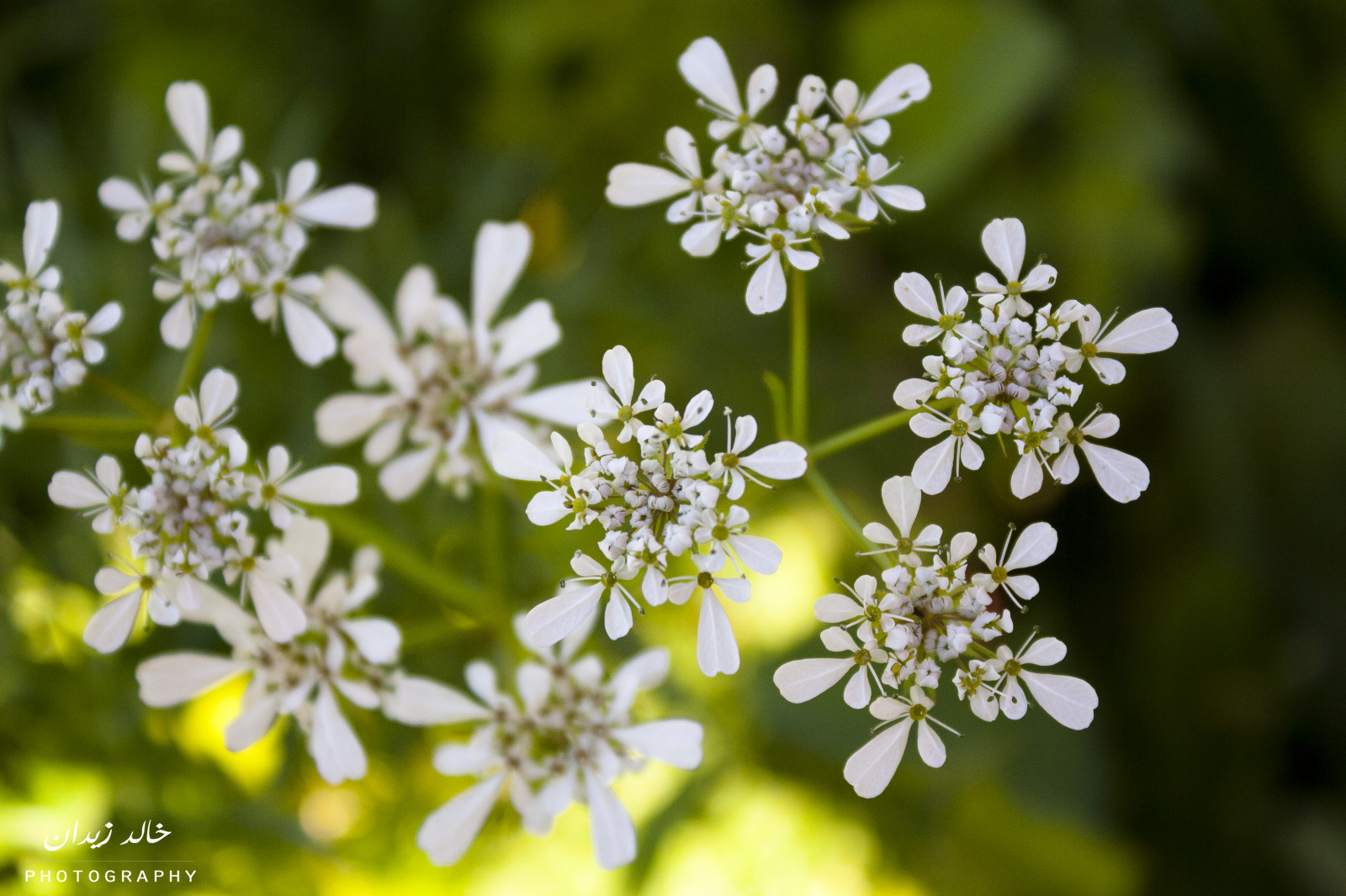 sort, kat, dyr, mad, blomster, have, by, arkitektur, Kina, bil, Halloween, fotografering, skyer, strand, makro, hus, grøn, blå, England, Tyskland, hund, Canon, baby, Californien, Canada, Frankrig, jul, graffiti, Europa, kirke, ferie, Hawaii, Amsterdam, forår, Chicago, vandring, Australien, Barcelona, venner, Camping, Berlin, Florida, familie, Boston, April, Angelica, KUNST, DC, sort og hvid, farve, dyr, dag, blomst, plante, pige, bw, festival, fødselsdag, katte, flora, sjovt, hunde, graduering, hjem, film, hongkong, geotagget, koncert, blomstrende plante, bryllupsrejse, ko persille, Anthriscus, persille familie, skærmplante-ordenen, kameratelefon, Halvbusk, candytuft, Cecilie, evergreen candytuft, pignut, water dropwort