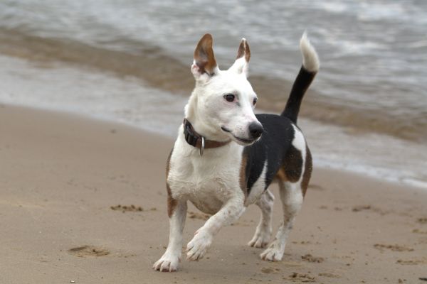 white,dog,Jack Russell,Run,bulldog,mammal