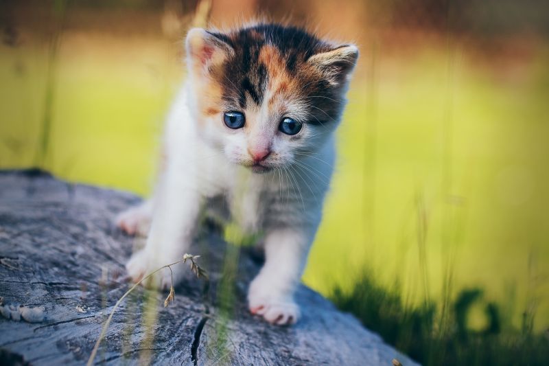 gato, Ao ar livre, Gatinhos, Animais, olhos azuis gato, Ao ar livre, Gatinhos, Animais, olhos azuis