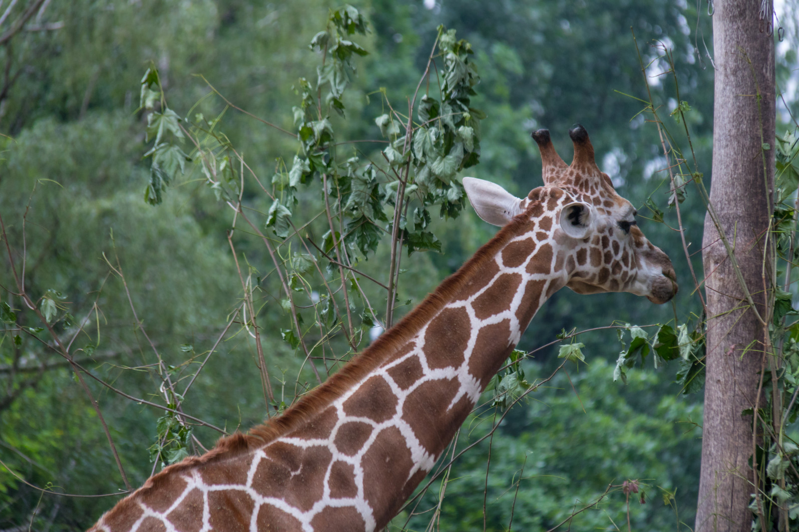 Germania, natura, Zoo, Berlino, animale, djur, Germania, deutschland, giraffa, Giraff, zoologischergarten, berlinszoo, berlinzoo, zooberlin, Djurpark, fauna, mammifero, vertebrato, Giraffidae