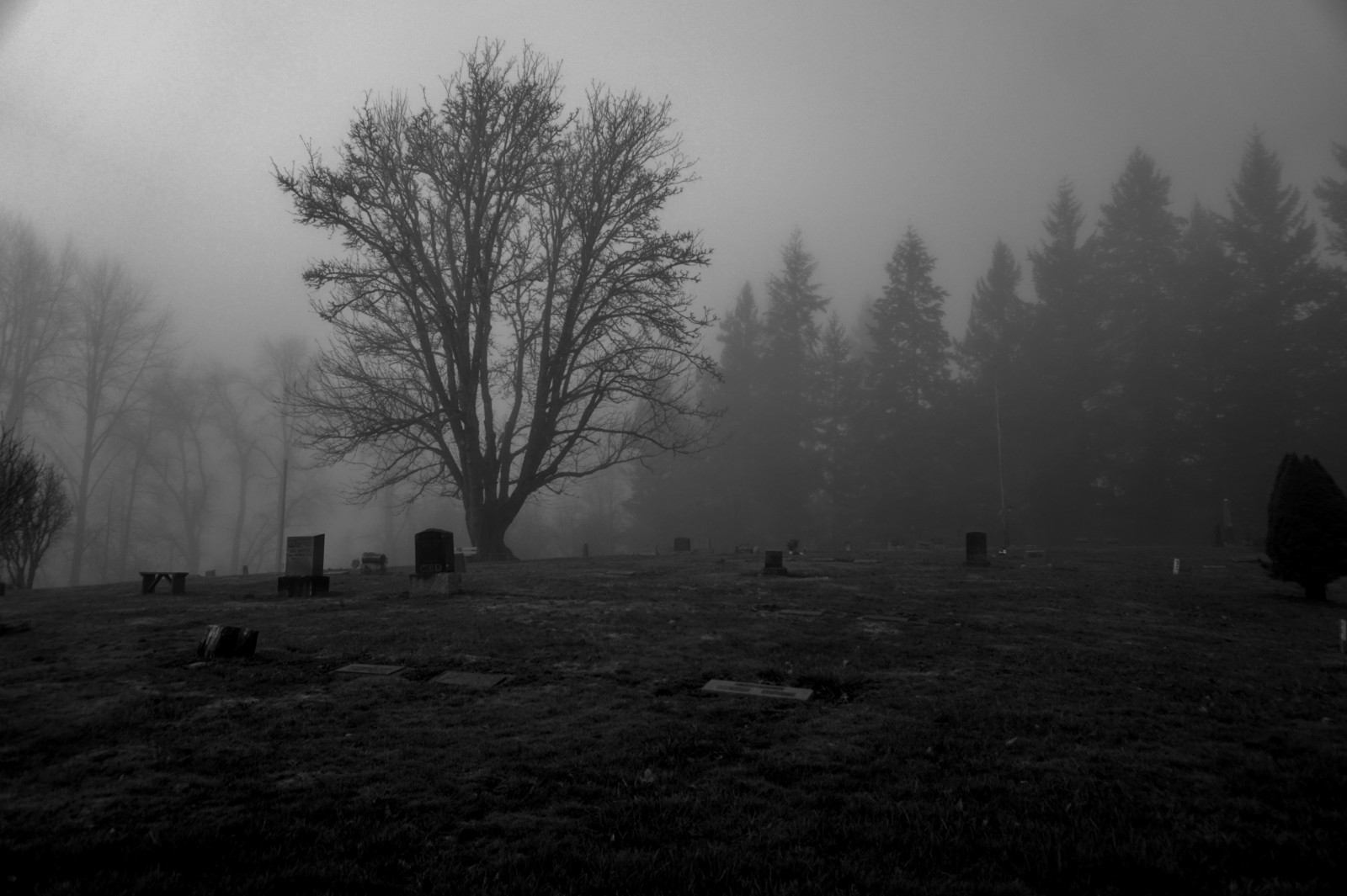 slunečnímu záření, les, citát, černobílý, noc, Příroda, sníh, zima, svítání, večer, ráno, mlha, atmosféra, život, opar, strom, mlha, počasí, svítání, tma, místo výskytu, atmosférický jev, Černý a bílý, monochromatické fotografování, dřevina