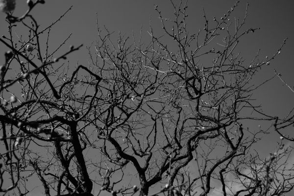 monochrome,nature,sky,snow,winter,branch