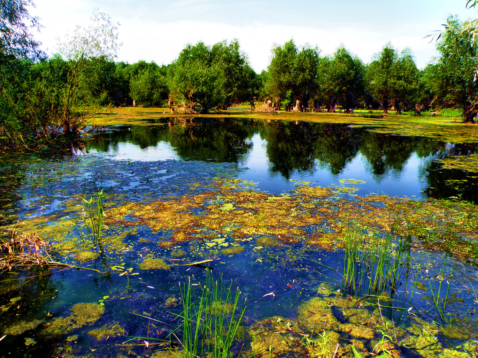 voda, rybník, Dunaj, flickraward, saariysqualitypictures, outstandingromanianphotographers