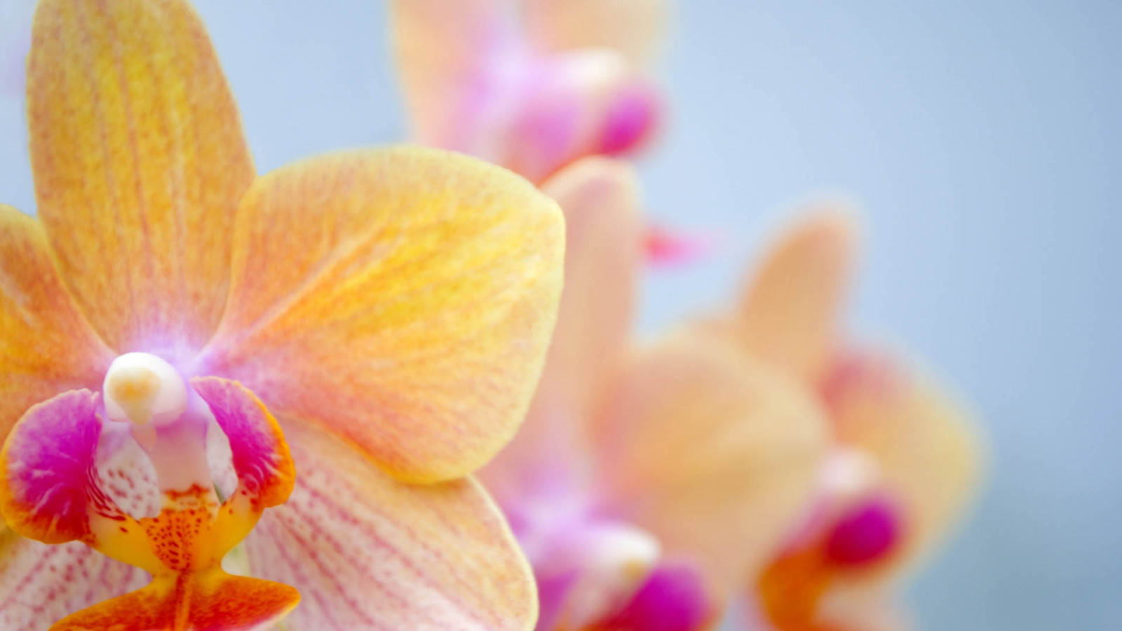 Fond d’écran : la photographie, jaune, pétales, fleur, rayé, rose