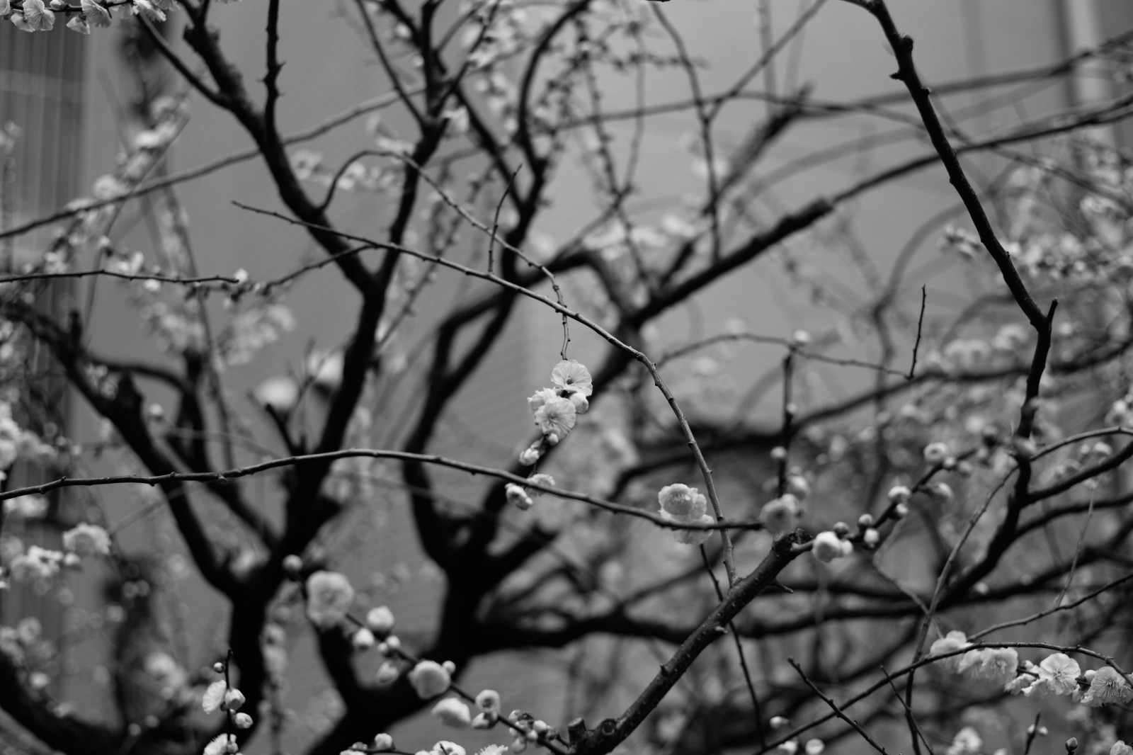 slunečnímu záření, černobílý, sníh, zima, fotografování, větev, mráz, květ, jaro, Leica, Tokio, zmrazení, M, strom, list, květ, rostlina, sezóna, tělesné, Zeiss, carlzeiss, yushima, typ240, planární, planar250, yushimatenjin, větvička, Černý a bílý, monochromatické fotografování, dřevina