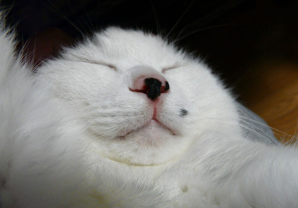 ใบหน้า, สีขาว, แมว, ขนสัตว์, จมูก, ลูกแมว, เครา, ตา, แมว, ใกล้ชิด, แมวเหมือนสัตว์เลี้ยงลูกด้วยนม, จมูก, แมวขนาดเล็กถึงขนาดกลาง, ตีน, แมวเหมียวในประเทศ, หี, angora ตุรกี, รถตู้ตุรกี, 1024x714 px, ภาพเดสก์ท็อปที่น่ารัก, ภาพแมว, ภาพถ่ายแมว, วอลล์เปเปอร์แมว, cutties, ภาพแมว, บนกำแพง, แมวเหมียว, aegean cat