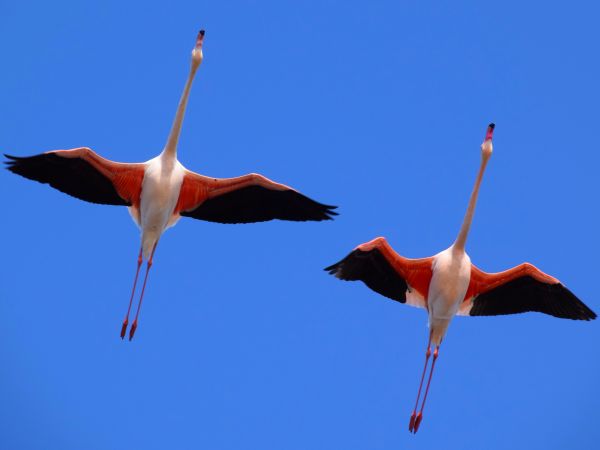 tamron,d3300,Nikon,flamencos,flamingos,sauvage