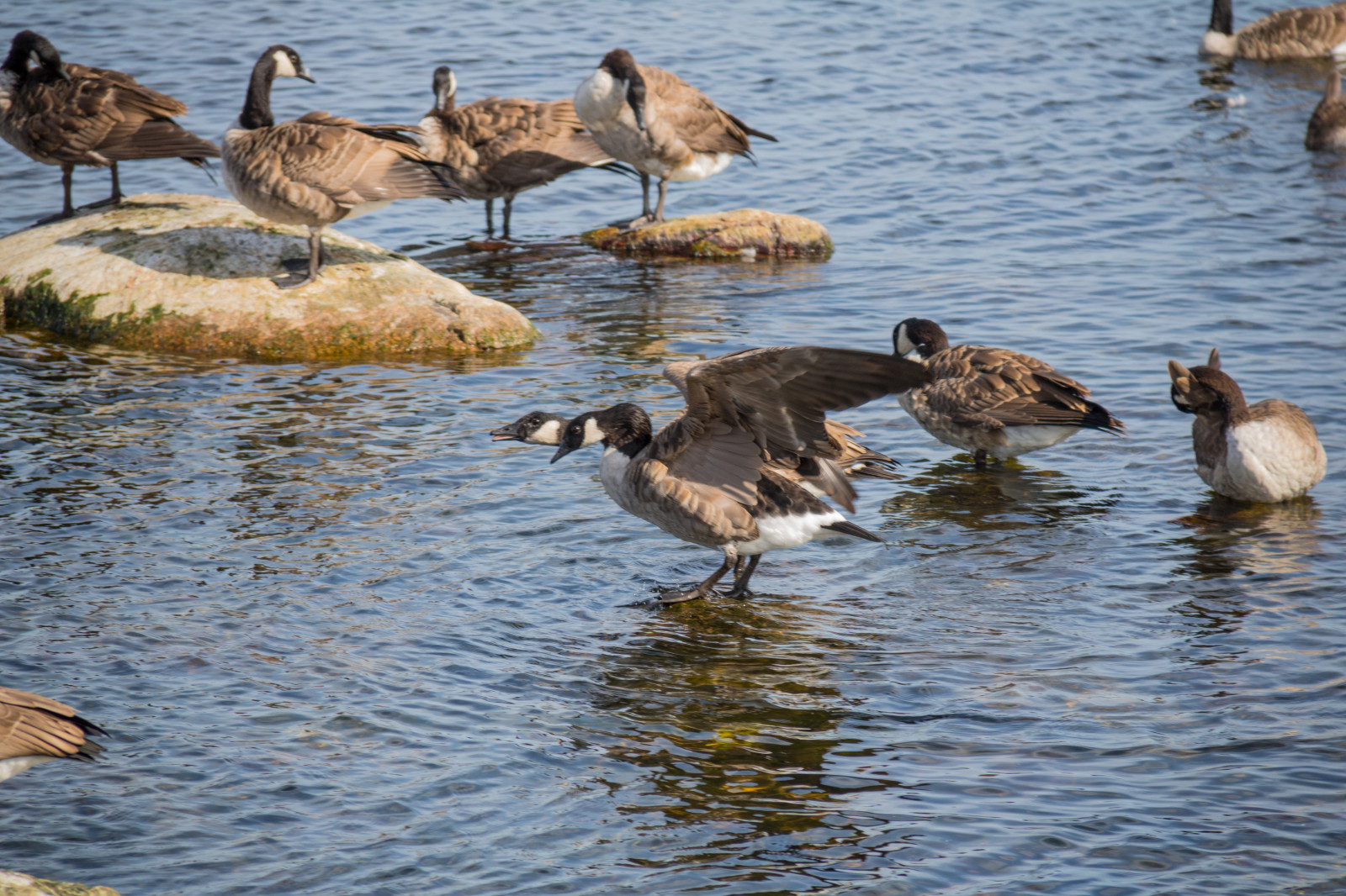 moře, voda, Volně žijících živočichů, pták, vatten, hav, f gel, sterlen, exif modelu canoneos760d, geocountry, Kamera aby kánon, geocity, Model fotoaparátu canoneos760d, geostate, geolocation, EXIF čočka efs18200mmf3556is, EXIF otvor 56, exif focallength 200mm, exif aby kánon, EXIF isospeed 100, Simrishamn, fauna, obratlovců, vodní pták, shorebird