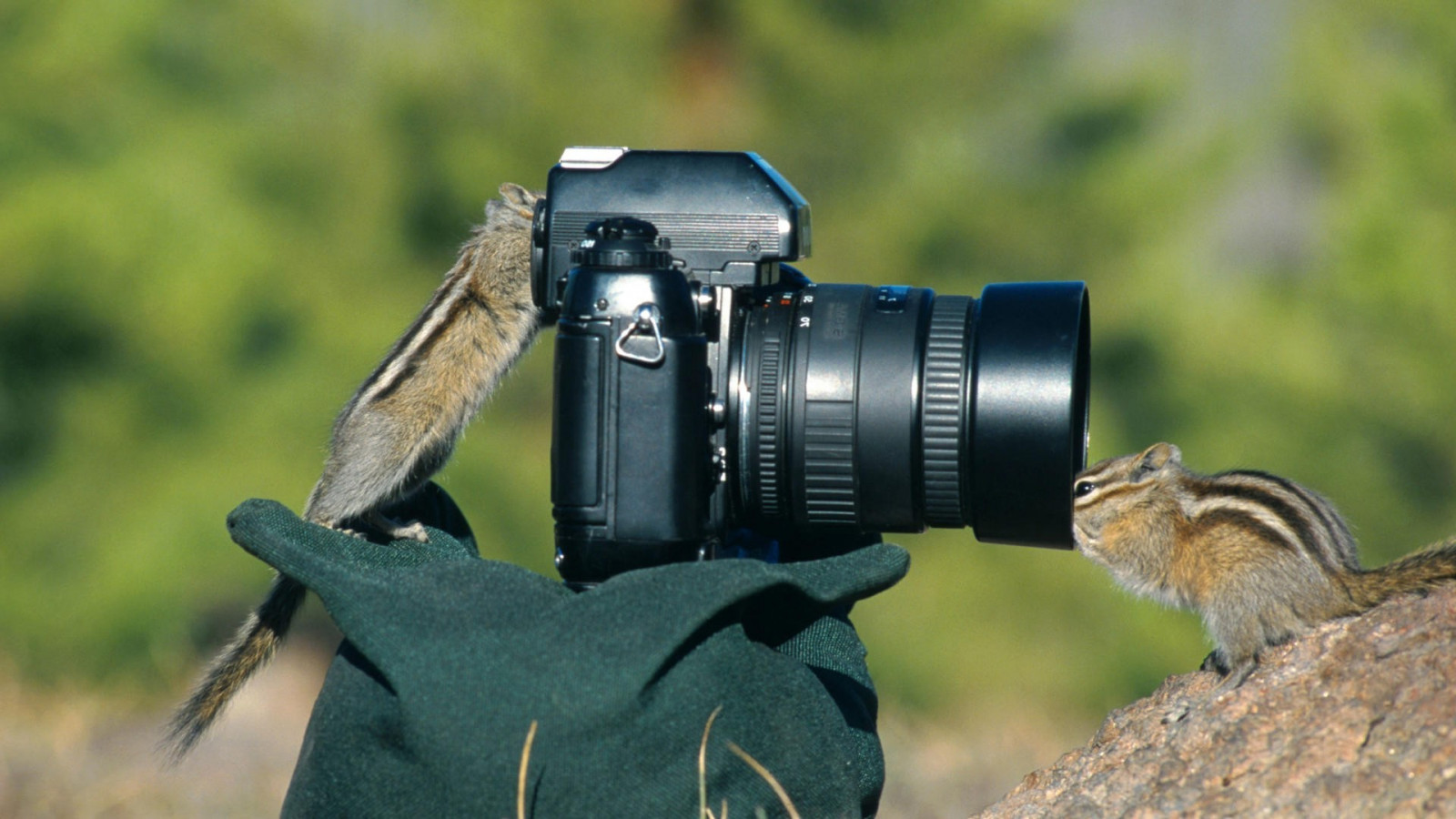Camera Squirrel Wallpaper : animals, photography, squirrel, photograph, 1920x1080 px ...