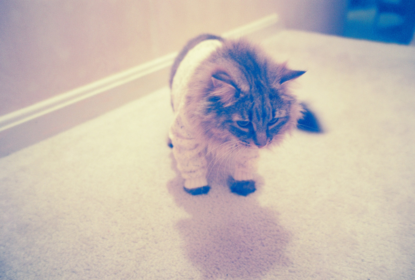 kočka, ocas, modrý, svetr, srst, kníry, kůže, MM, kotě, film, savec, 35, momentka, obratlovců, ucho, kočka jako savci, čenich, malé až středně velké kočky, carnivoran, cartigan, kittykins, fartigan, shehonestlyabsolutelyloveswearingthis, worldscutestpaws