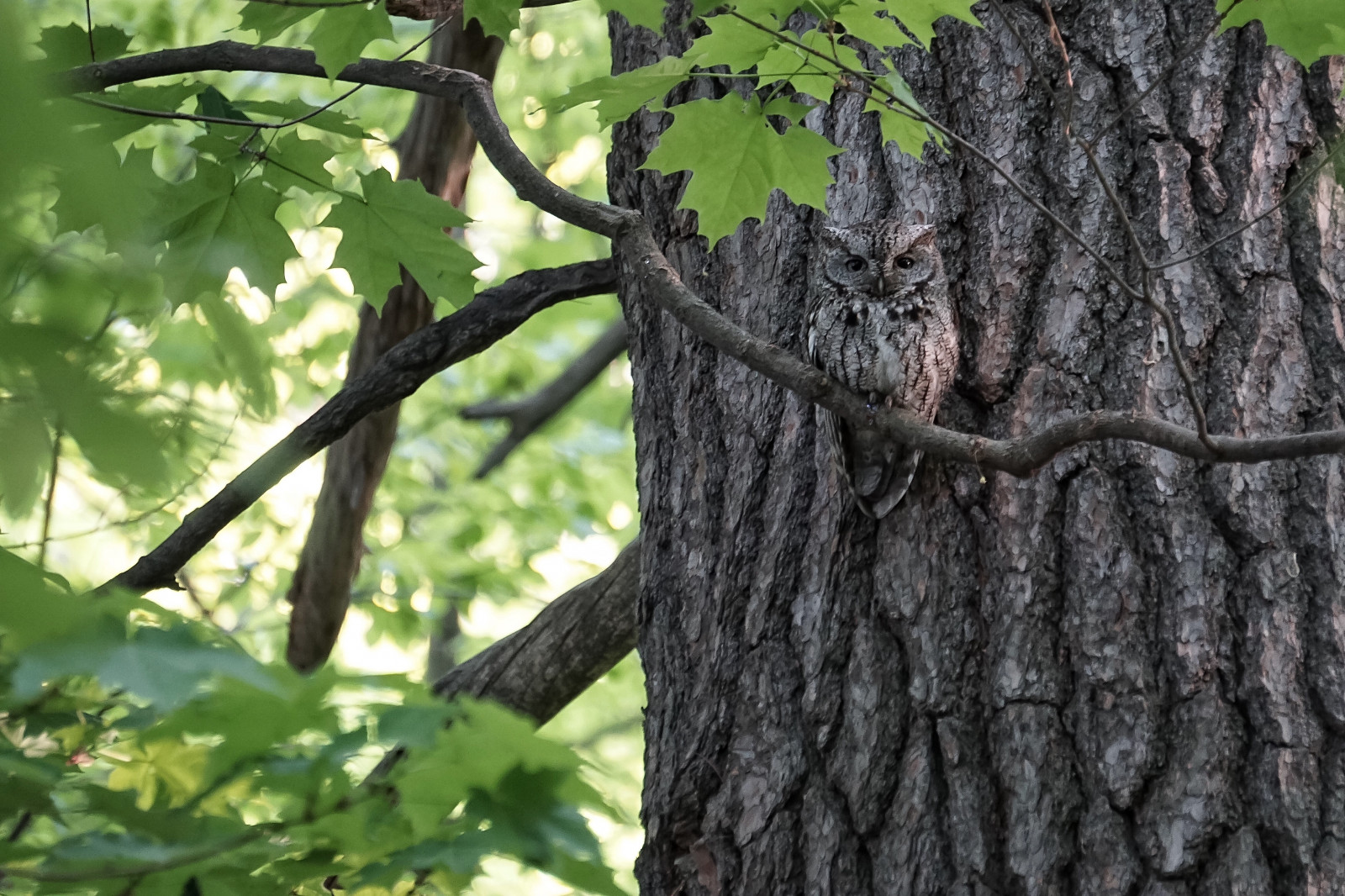 Wallpaper sunset, Ontario, Canada, tree, green, bird, eye, maple