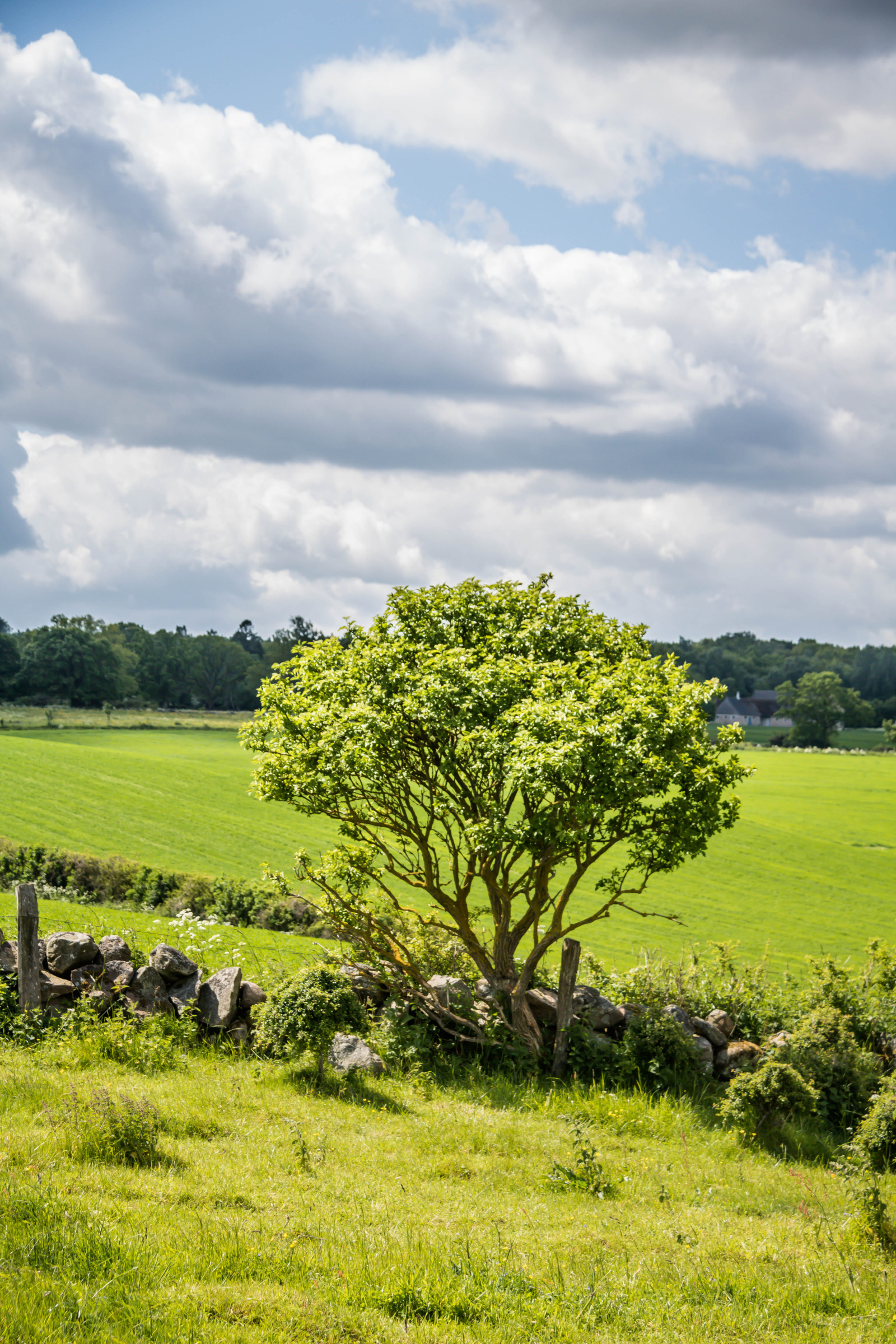 krajina, kopec, Příroda, tráva, nebe, pole, zelená, hospodařit, mrak, strom, květ, lučina, rostlina, pastvina, sterlen, exif modelu canoneos760d, Kamera aby kánon, Model fotoaparátu canoneos760d, geolocation, EXIF čočka efs18200mmf3556is, exif aby kánon, EXIF isospeed 100, EXIF otvor 80, exif focallength 60mm, gr n, br sarpsbackar, Kulle, br Sarp, zemědělství, louka, plantáž, prostý, prérie, venkov, dřevina, ekosystém