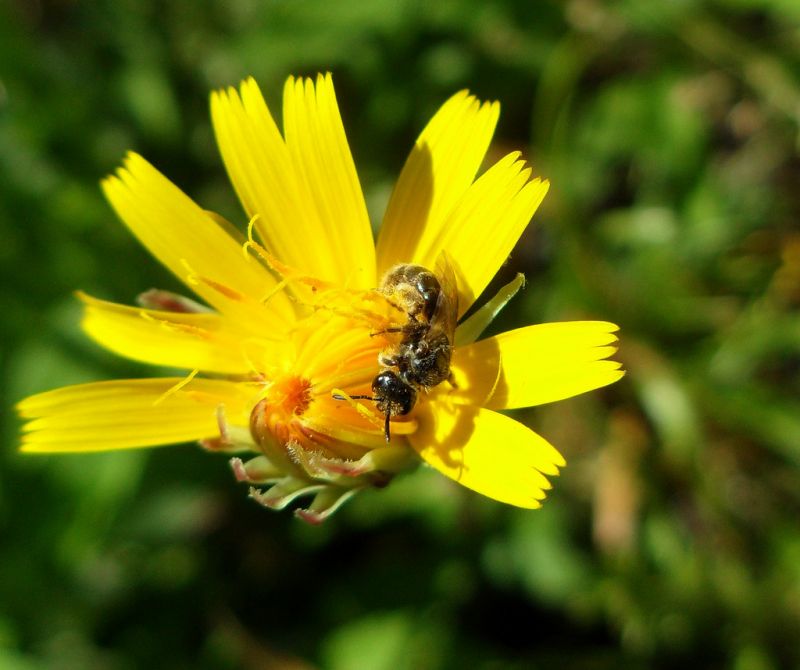 žlutý,hmyz,insetto,opylení,insecta,impollinazione