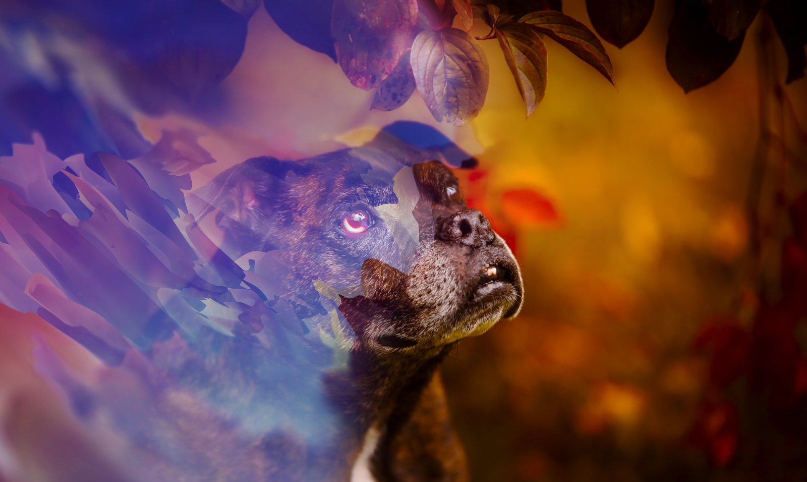 plazma, zvěř, light effects, vlk, Pes, štěňata, krajina, neonvacacola, lit, modrý, Červené, no color