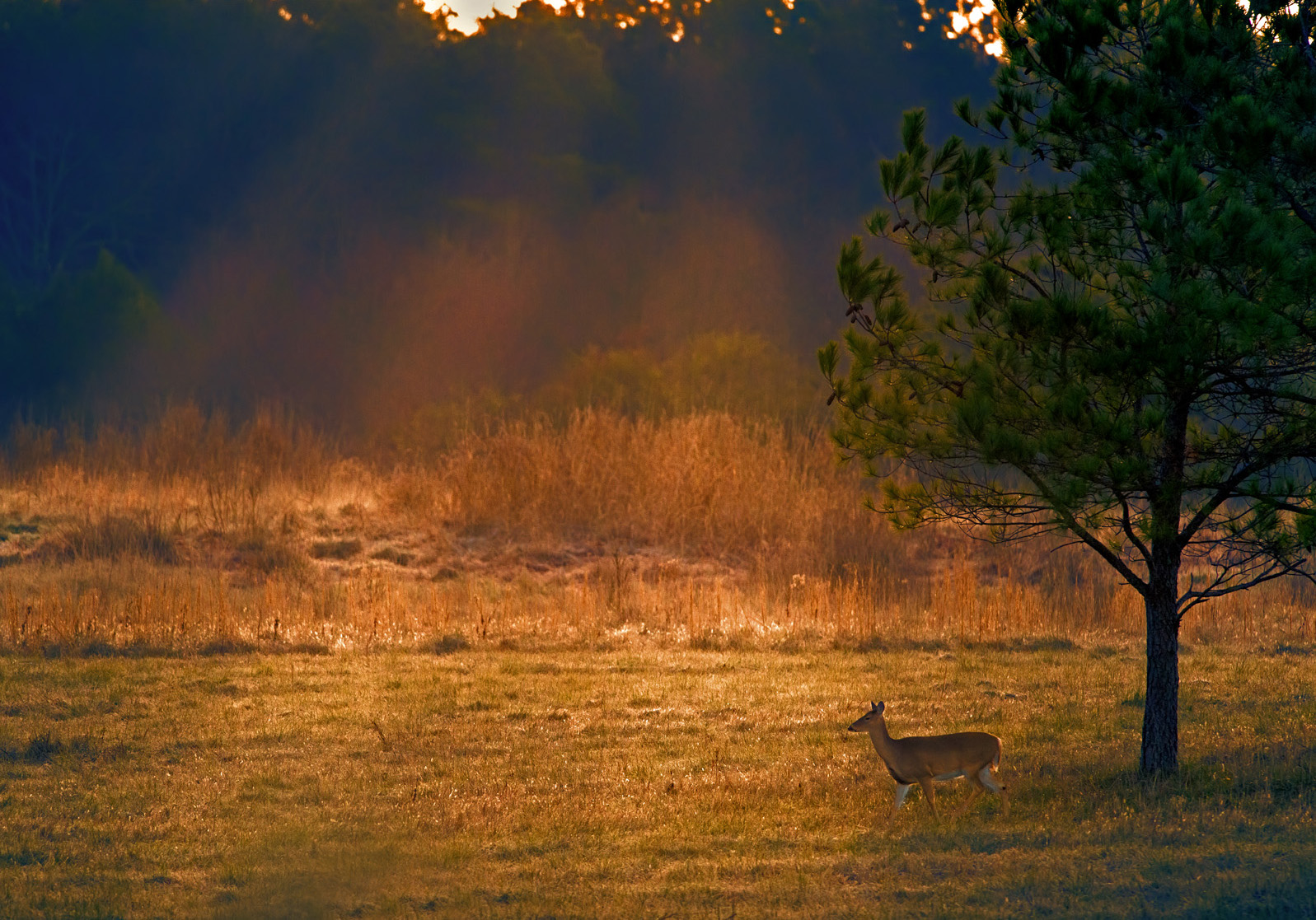 Příroda, Volně žijících živočichů, ekosystém, nebe, ráno, atmosféra, banka, slunečnímu záření, voda, jev, svítání, strom, večer, savana, krajina, tráva, svítání, mlha, řeka, mokřadní, ekoregion, les, lučina, louka