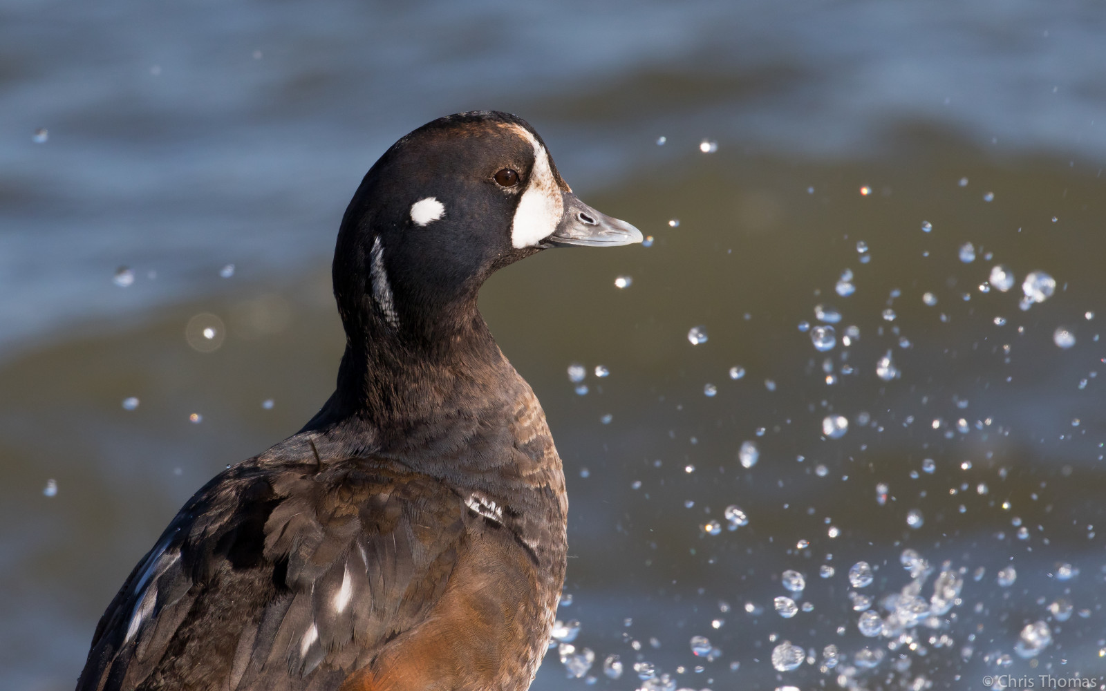 harlequinduck, เป็ด, นักล่าสัตว์, นก, นก, การดูนก, การดูนก, ลำต้น, มหาสมุทร, น้ำ, สาด, คลื่น, สัตว์, กลางแจ้ง, นก, วิทยา