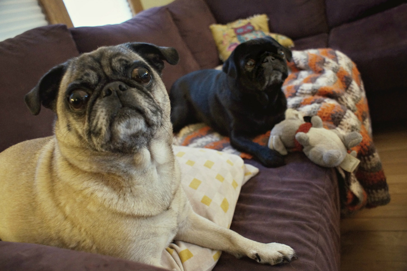 Canada, cani, grandi occhi, peloso, Winnipeg, paio, rilassante, adorabile, carlino, agghiacciante, manitoba, cuscino, divano, in casa, coperta, riposo, rughe, peluche, bugeyed, couchpotatoes, lazyafternoon, flatfaces