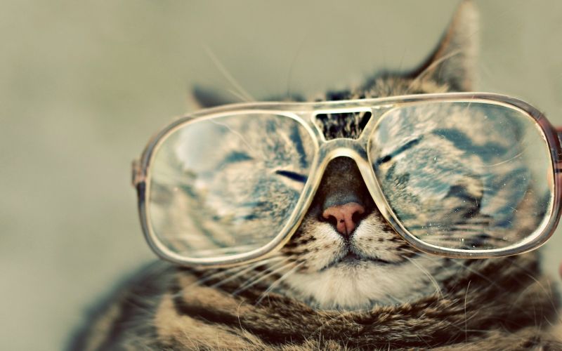 cat, closed eyes, sunglasses, glasses, photography, portrait cat, closed eyes, sunglasses, glasses, photography, portrait