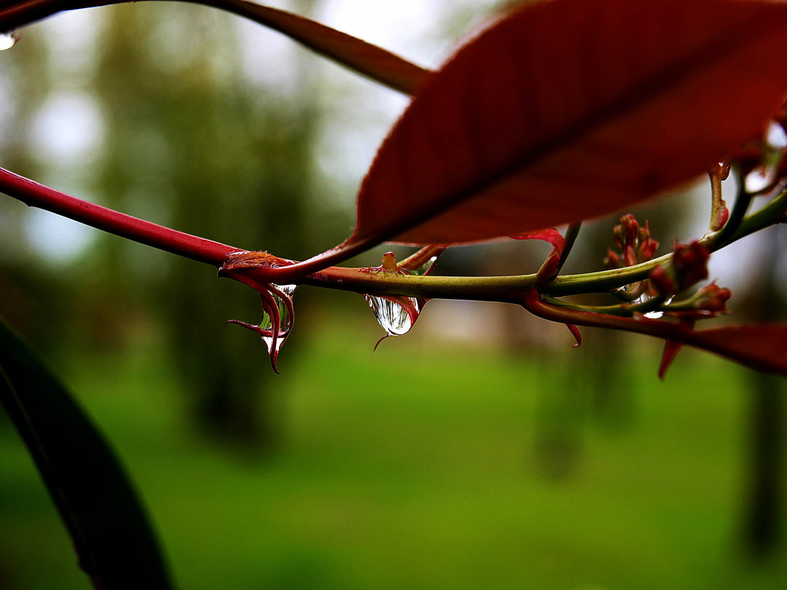 makro, regn, have, forår, dråbe, stilhed, pioggia, væske, giardino, Lilli, Goccia, ringede, thesuperbmasterpiece, natureselegantshots, panoramafotografico, flickrsportal