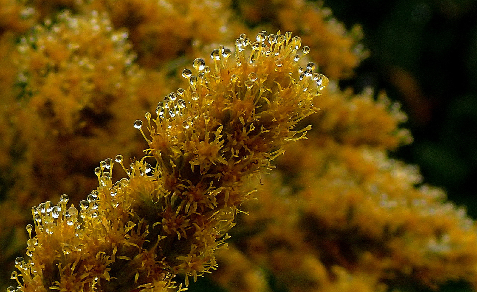 vegetace, flóra, rostlina, květ, polokeř, makro fotografie