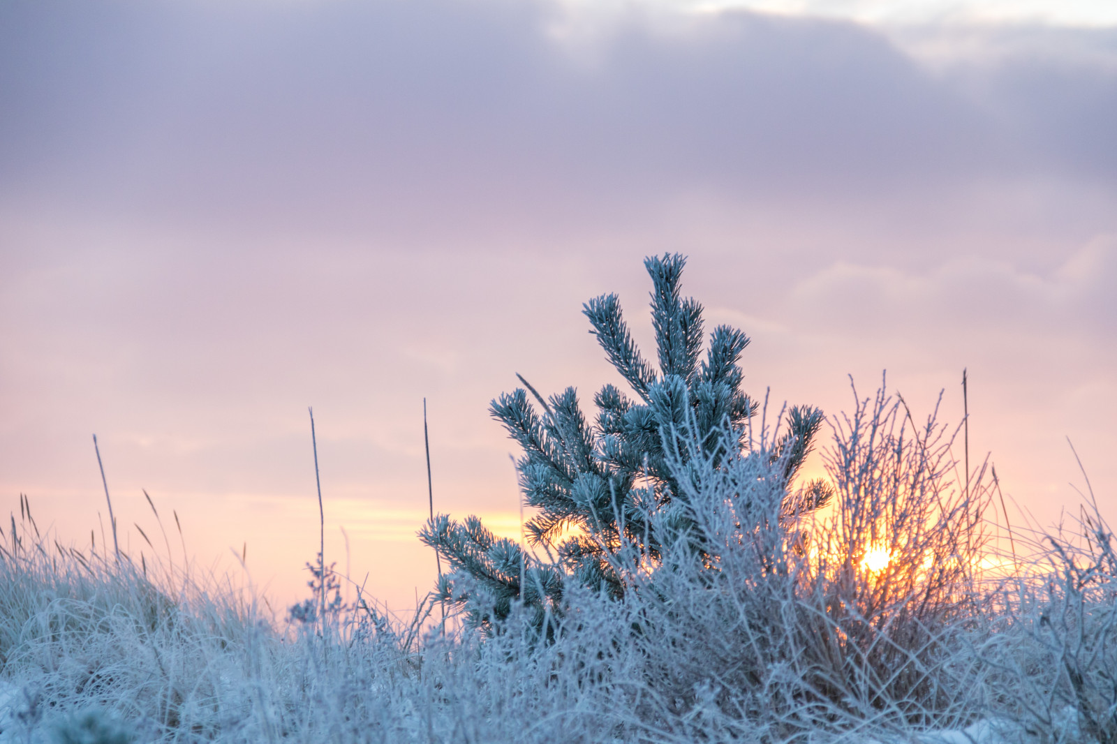 slunečnímu záření, západ slunce, Příroda, tráva, nebe, sníh, zima, větev, svítání, Studený, večer, ráno, mráz, soumrak, Jinovatka, zmrazení, mrak, strom, hora, počasí, svítání, rostlina, sezóna, Vinter, soluppg ng, kallt, exif modelu canoneos760d, geocountry, Kamera aby kánon, geocity, Model fotoaparátu canoneos760d, geostate, geolocation, EXIF čočka efs18200mmf3556is, EXIF otvor 56, exif aby kánon, exif focallength 120mm, exif isospeed 640, skateholm, rimfrost, prérie, atmosférický jev, dřevina