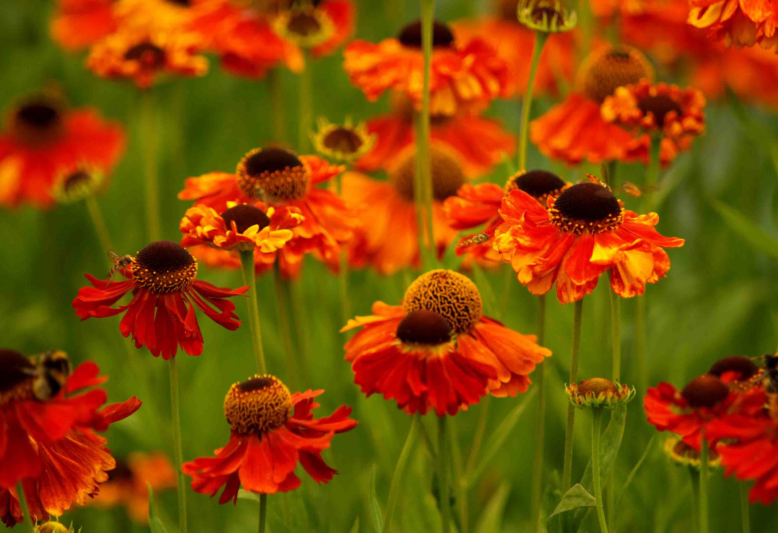 superhelt, forår, brydning, blomst, udforske, plante, flora, spil, kronblad, thechallengefactory, challengeyou, wildflower, tommel op, fotocompetition, fotocompetitionbronze, sb, E510, computer tapet, blomstrende plante, etårig plante, stængelplante, daisy familie, nektar, haven kosmos, bigmomma, gamex2winner, storybookwinner, gamex3, storybookttwwinner, herowinner, ultraherowinner, yourock1st, favescontestwinner, favescontestfavored, favescontesttopseed, yourockunanimous, A3B, motifdchallengewinner, friendlychallenges, challengewinner, solhat, pregamesweepwinner, pregameduelwinner, theduelpregamesweepwinnersonly, july2009, whipsnadezoo, Whipsnade, 9018flower, 9018