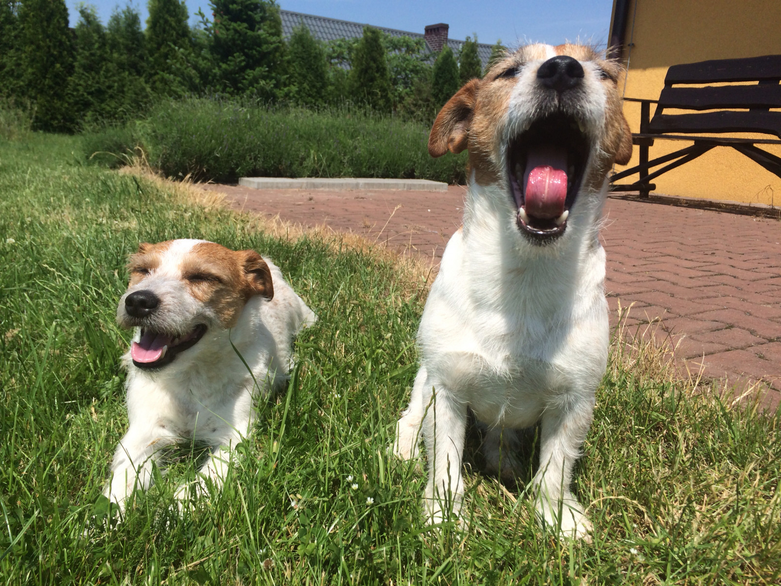 græs, hund, donkraft, Kæledyr, Jack Russell Terrier, dyr, hunde, chien, snude, hund som pattedyr, hundens race gruppe, carnivoran, hunderace, terrier, JRT, jackrussell, russell terrier, parson Russell Terrier, lille terrier, companion dog