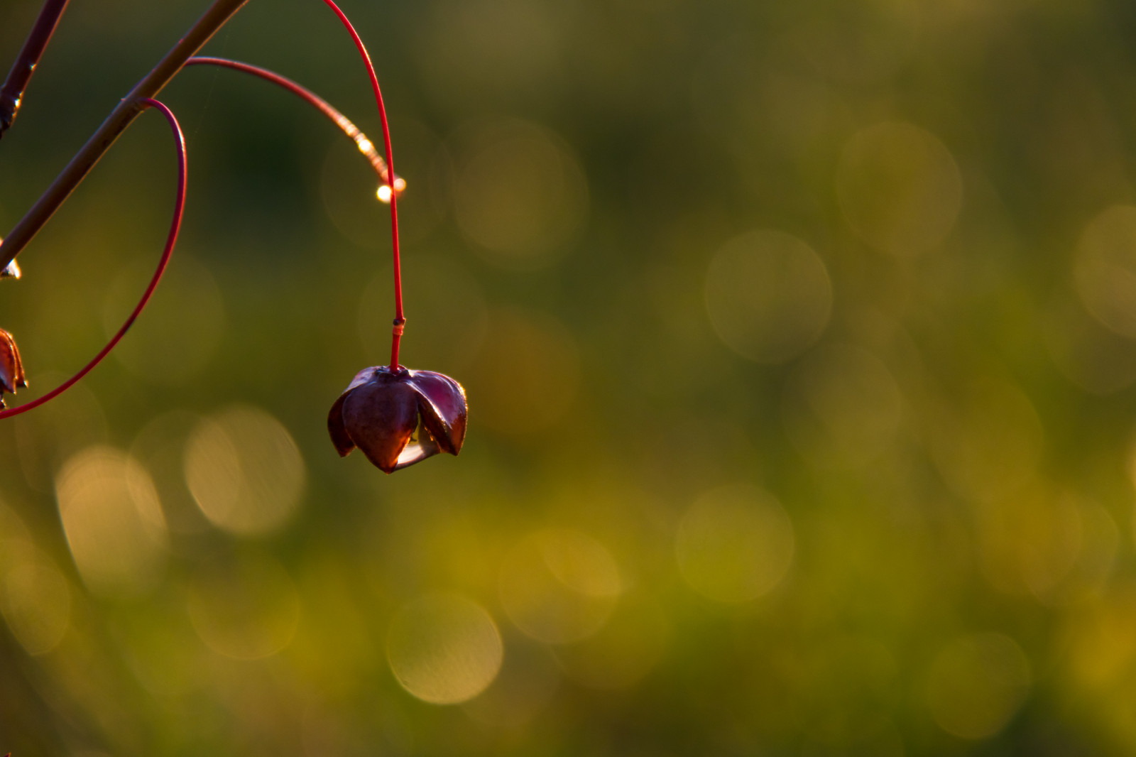 slunečnímu záření, Příroda, Červené, odraz, fotografování, větev, zelená, žlutý, květ, bokeh, rosa, světlo, podzim, list, květ, rostlina, flóra, benved, Euonymus, vřeteno, okvětní lístek, počítač tapeta, vyrobit, suchozemská rostlina, kvetoucí rostlina, zblízka, makro fotografie, závod stonek