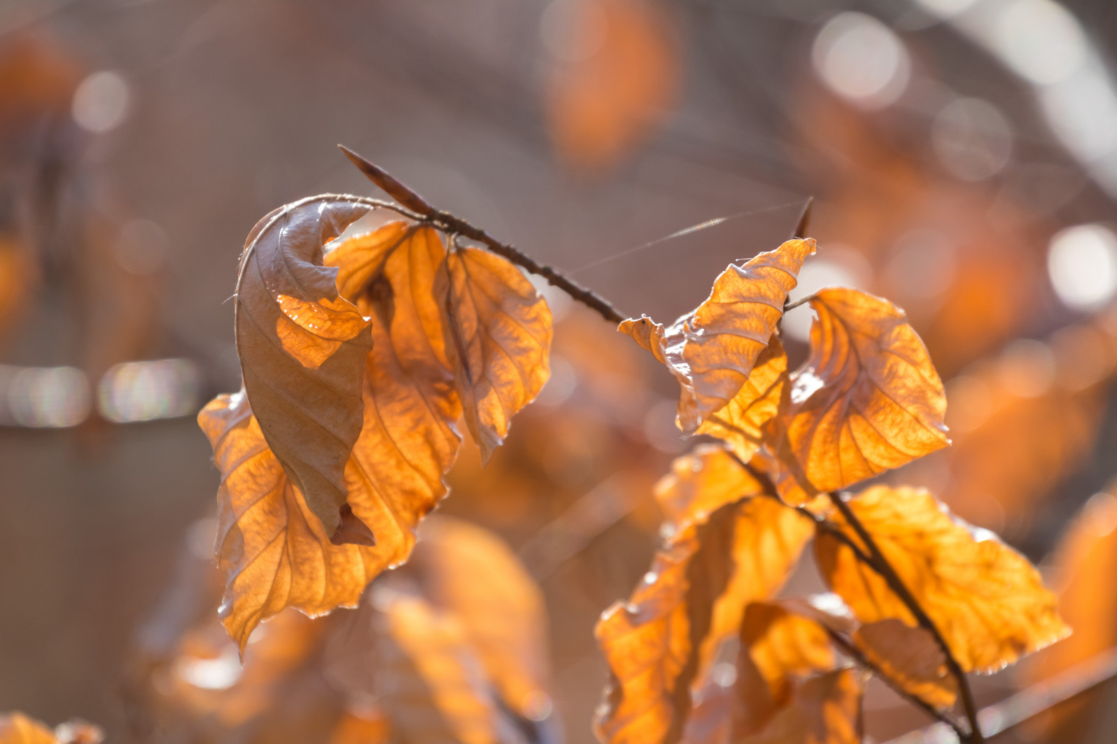 slunečnímu záření, les, Příroda, fotografování, větev, žlutý, mráz, suchý, strom, podzim, list, květ, rostlina, sezóna, flóra, l v, les, Skog, Torup, exif modelu canoneos760d, geocountry, Kamera aby kánon, geocity, Model fotoaparátu canoneos760d, geostate, geolocation, EXIF otvor 56, exif aby kánon, exif isospeed 400, EXIF ef70300mmf456lisusm čočka, exif focallength 300mm, torr, dřevina, zblízka, makro fotografie, závod stonek, Javorový list