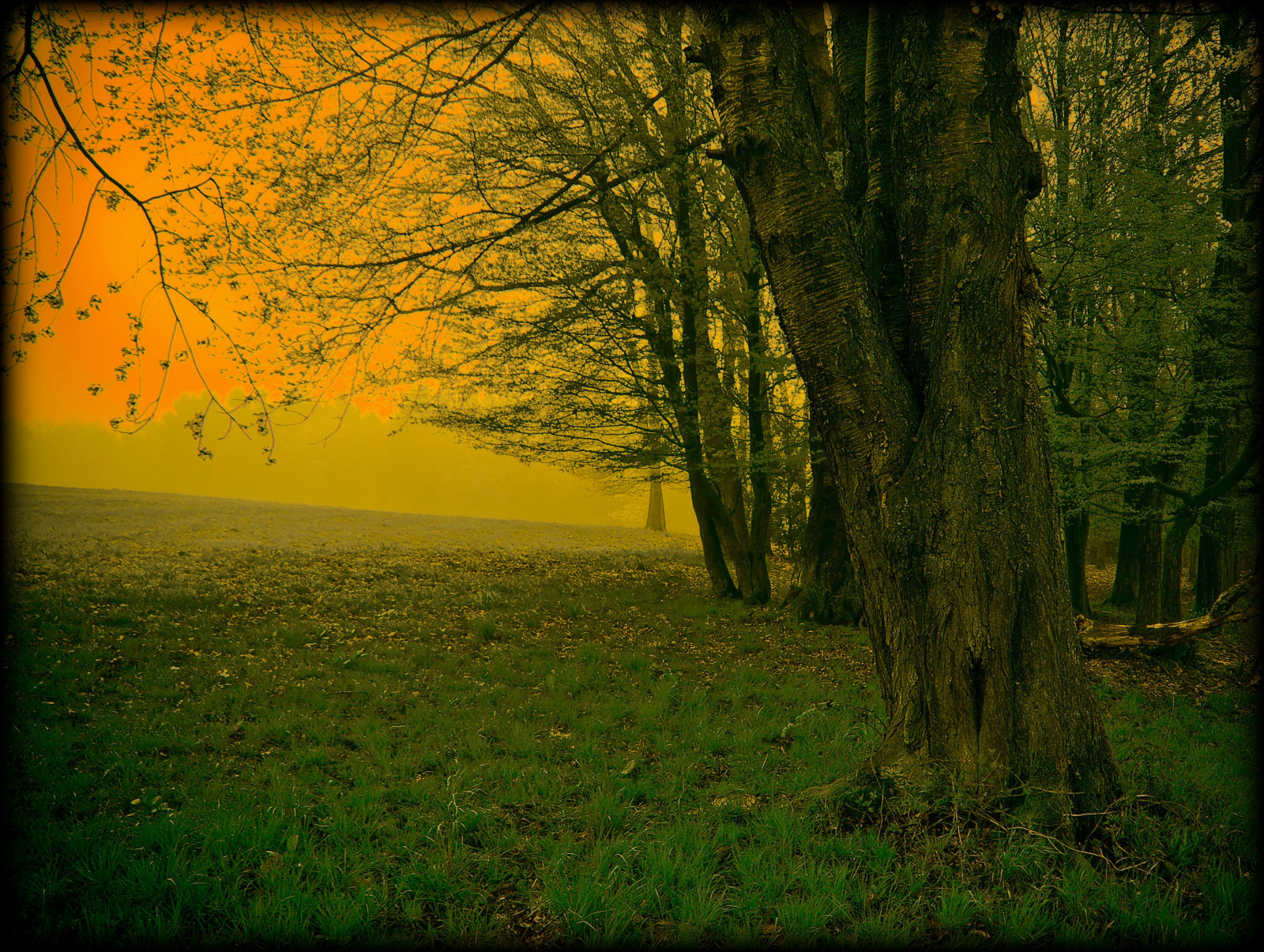 slunečnímu záření, les, západ slunce, Příroda, tráva, pole, dřevo, větev, svítání, zelená, ráno, Německo, mlha, slunce, prach, UMĚNÍ, světlo, strom, podzim, mlha, list, rostlina, sezóna, tma, louka, tvořivý, theunforgettablepictures, platinumphoto, Oberberg, zálesí, topofthefog, místo výskytu, přírodní prostředí, atmosférický jev, dřevina