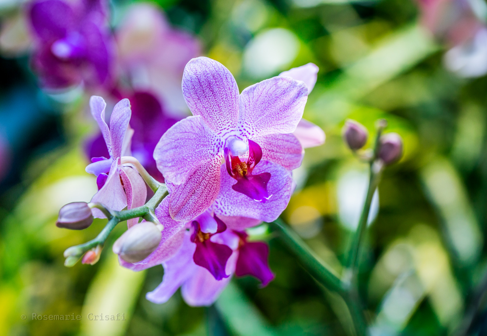 Fondos de pantalla : Flores, floral, flora, Orquídeas, Nybg