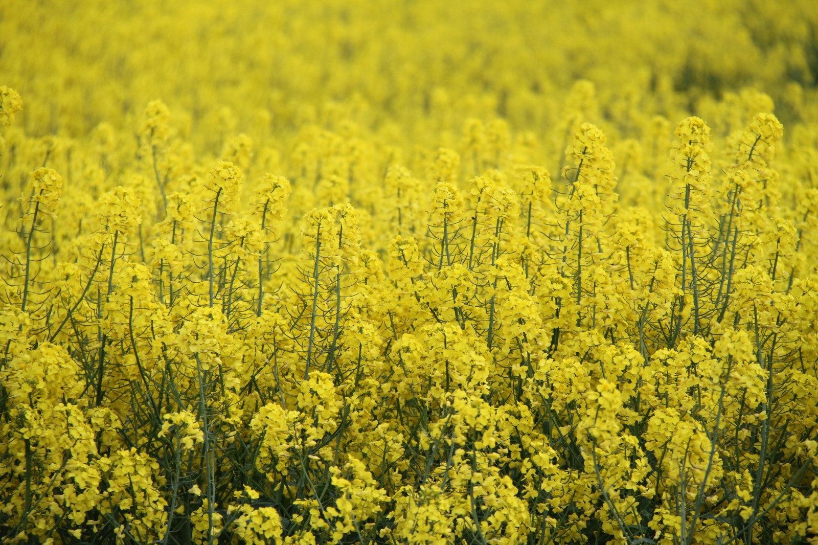 Vegetable Rappe Wallpaper : landscape, food, field, yellow, Rapeseed, flower ...