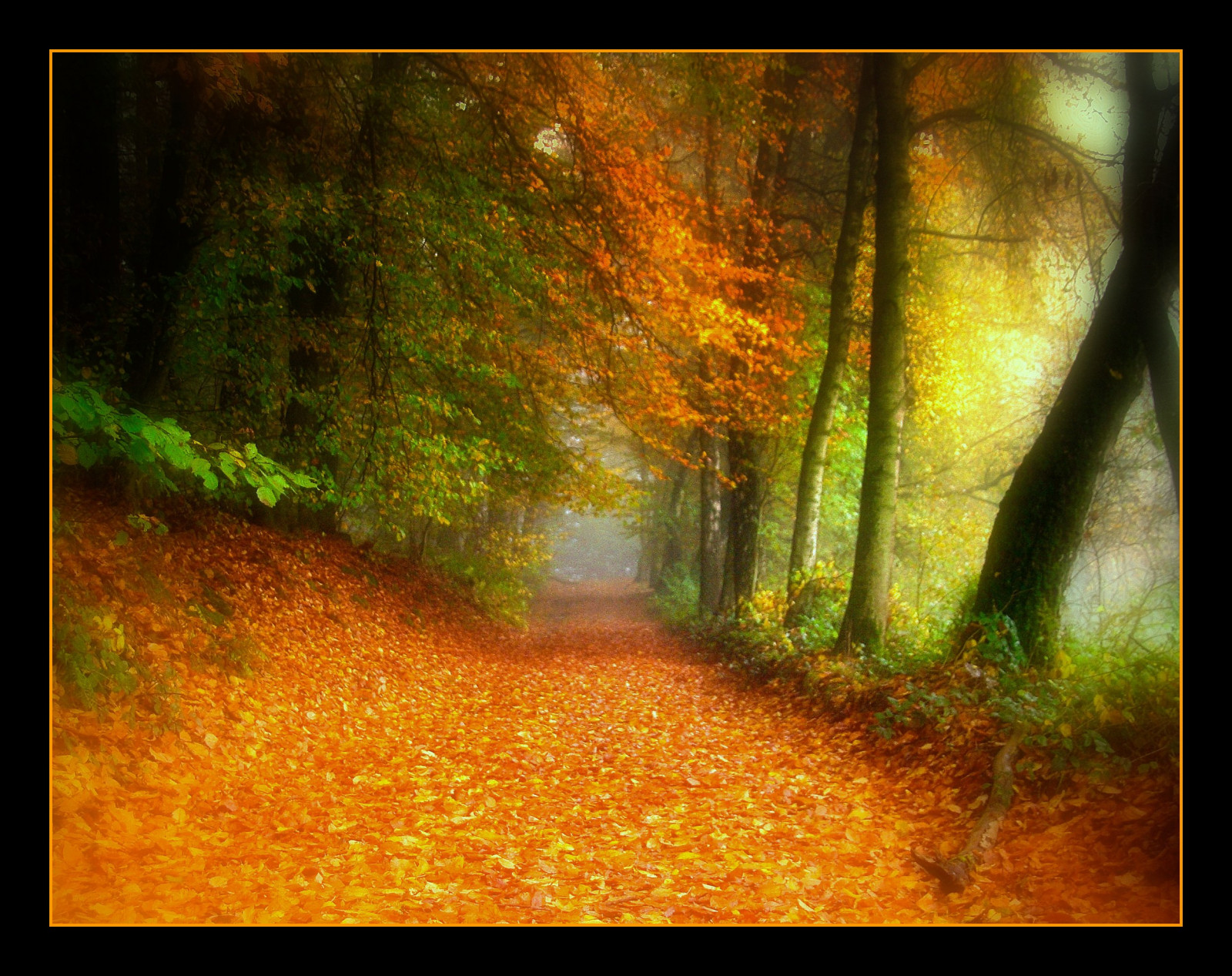 slunečnímu záření, krajina, malování, les, podzim, Příroda, tráva, dřevo, větev, žlutý, Německo, mlha, kouzlo, textura, atmosféra, prach, cesta, UMĚNÍ, strom, podzim, mlha, list, cesta, elitegalleryaoi, tvořivý, magický, mystik, platinumheartaward, bestcapturesaoi, Oberberg, vanagram, fleursetpaysages, l litedespaysages, zálesí, počítač tapeta, opadavý