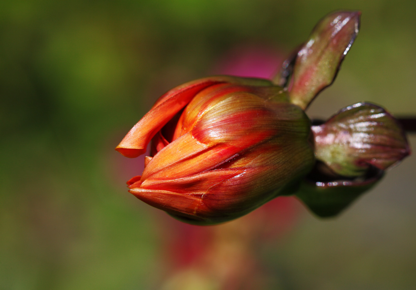 květiny, zahrada, Příroda, Červené, rostliny, fotografování, makro, Frankfurt, oranžový, letní, květ, květinový, majetek, 2014, Verano, list, barvy, květ, rostlina, jiřina, flóra, pupen, makro, natur, barvy, okvětní lístek, T, otevírací, Farben, letní, Pflanzen, canoneos5dmarkii, divoká rostlina, blumen, Zomer, garten, Dahlie, makroaufnahmen, anymotion, 5d2, botanika, suchozemská rostlina, kvetoucí rostlina, zblízka, makro fotografie, závod stonek, Knospe, Moonfire