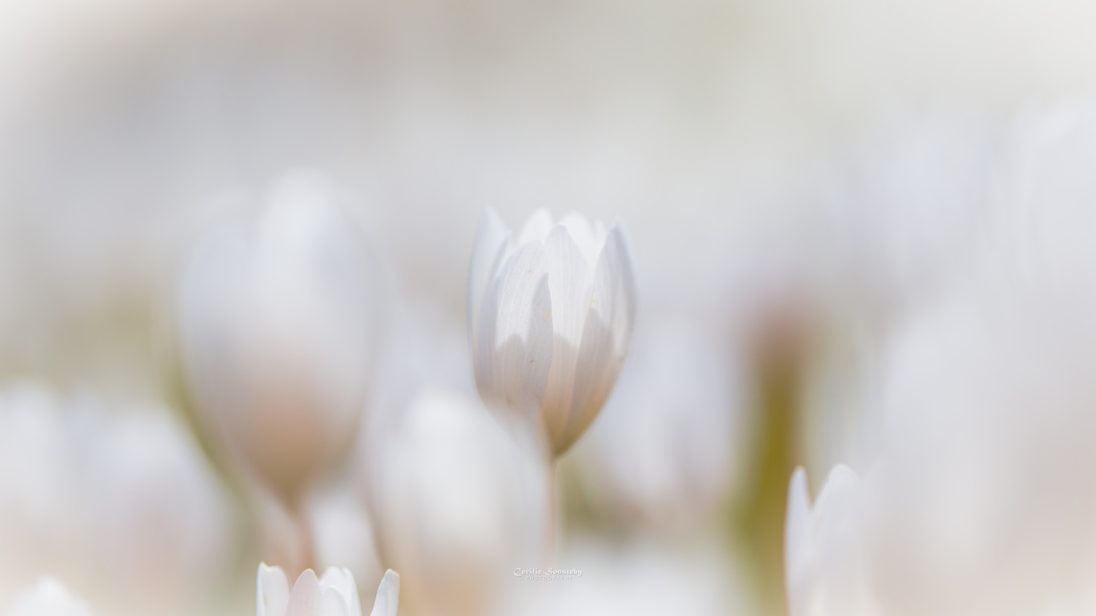 květiny, světlo, bílý, květ, makro, Oslo, detailní, Kánon, Lístky, jaro, měkký, bokeh, venkovní, ngc, měkkost, okvětní lístek, npc, duben, Botanická zahrada, botaniskhage, Sanguinariacanadensis, markiii, canon5dmarkiii, ef100mmf28lmacroisusm, Kanadablodurt