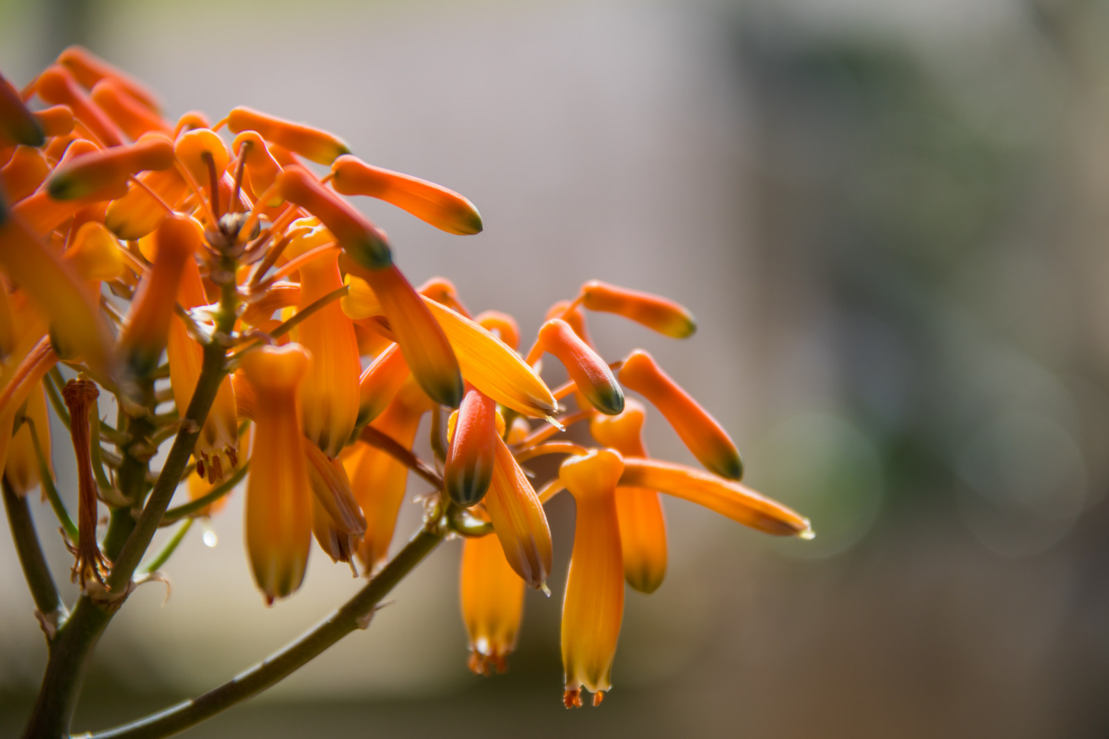 Příroda, fotografování, větev, žlutý, květ, jaro, podzim, list, květ, rostlina, flóra, Blomma, Lund, botaniskatr dg rden, v r, Botanická zahrada, okvětní lístek, divoká rostlina, botanika, suchozemská rostlina, kvetoucí rostlina, zblízka, keř, makro fotografie, závod stonek