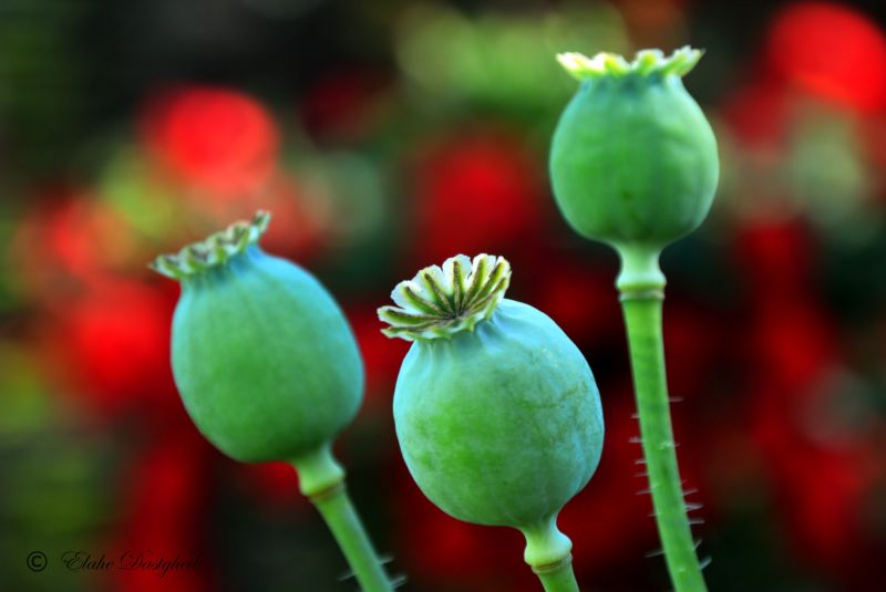 rood,bloem,veld-,bokeh,papaver,Elahe