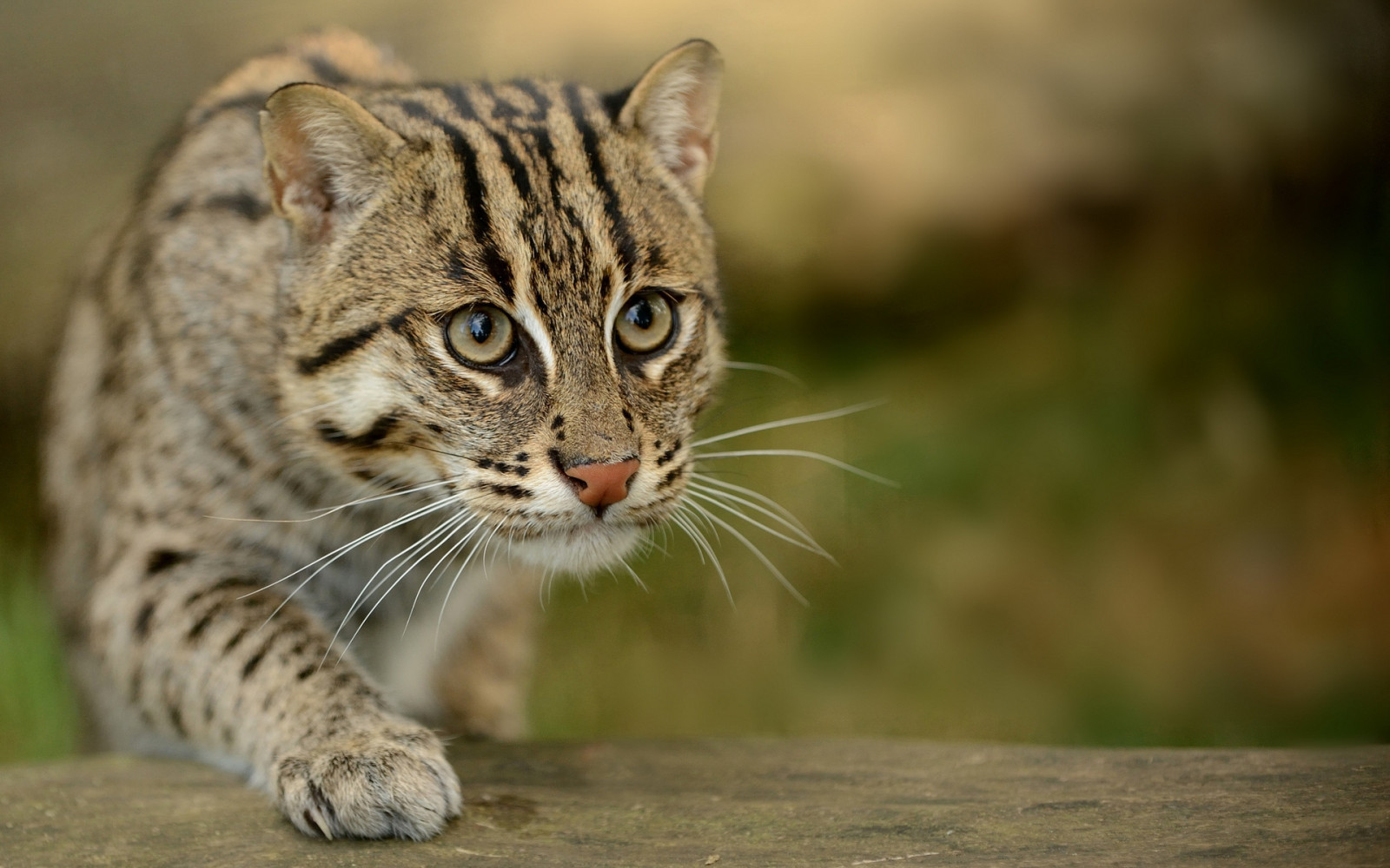 Wallpaper : civet cat, fishing cat, fishing cat asian, view, wild ...