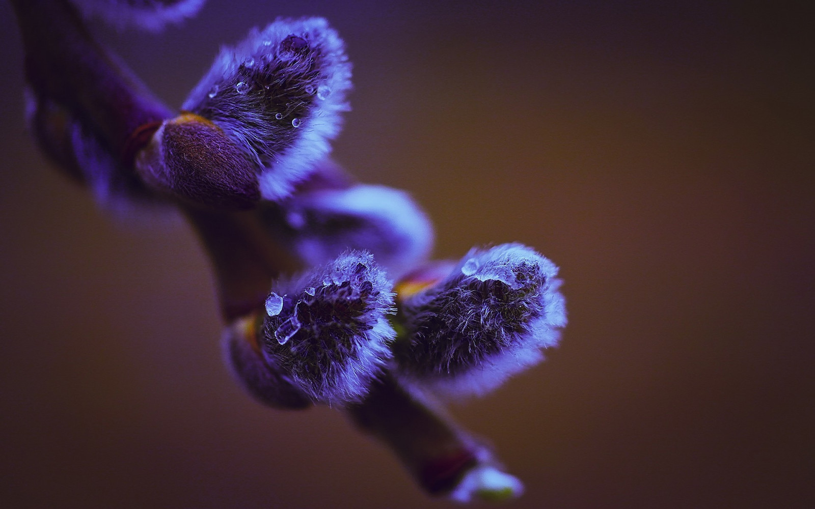 自然, 植物, 写真, 紫の, マクロ, 青, 花粉, 色, 花, 工場, 眼, フローラ, 花弁, コンピュータの壁紙, 陸上植物, 開花植物, 人体, 器官, 閉じる, マクロ撮影